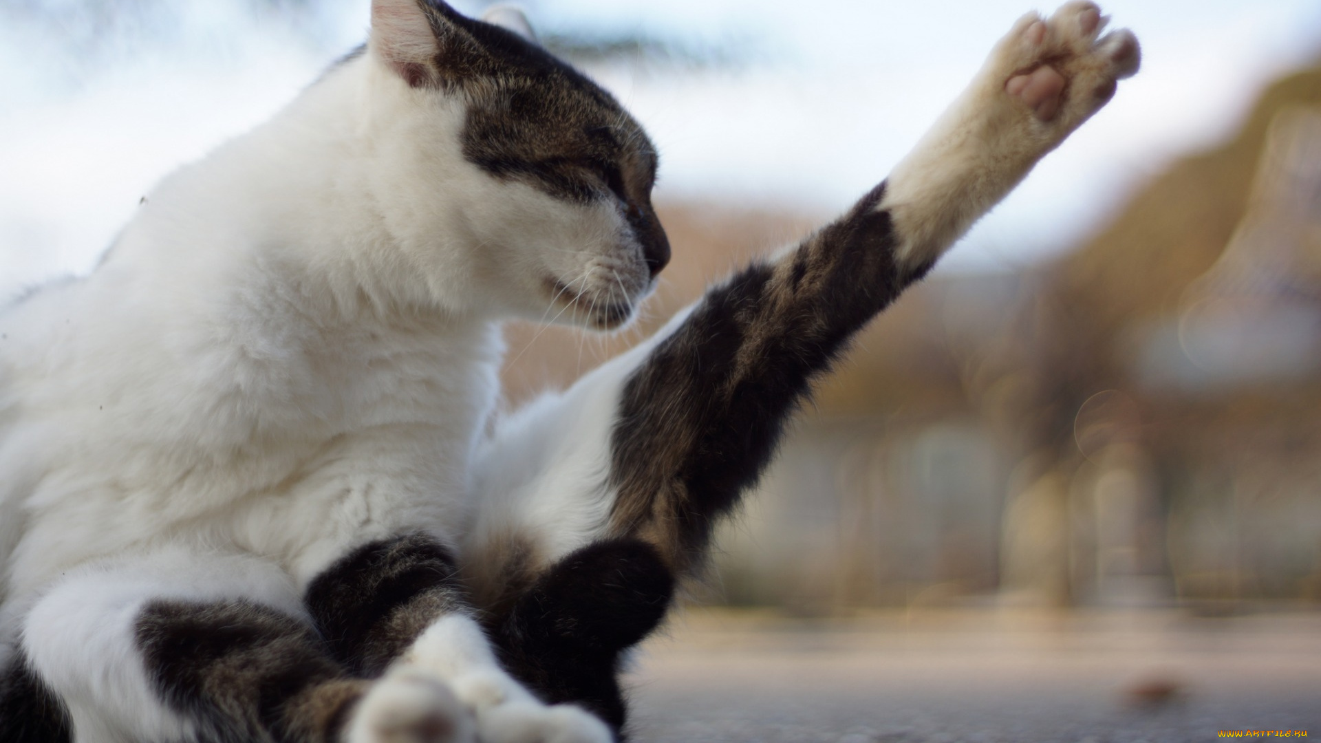 животные, коты, профиль