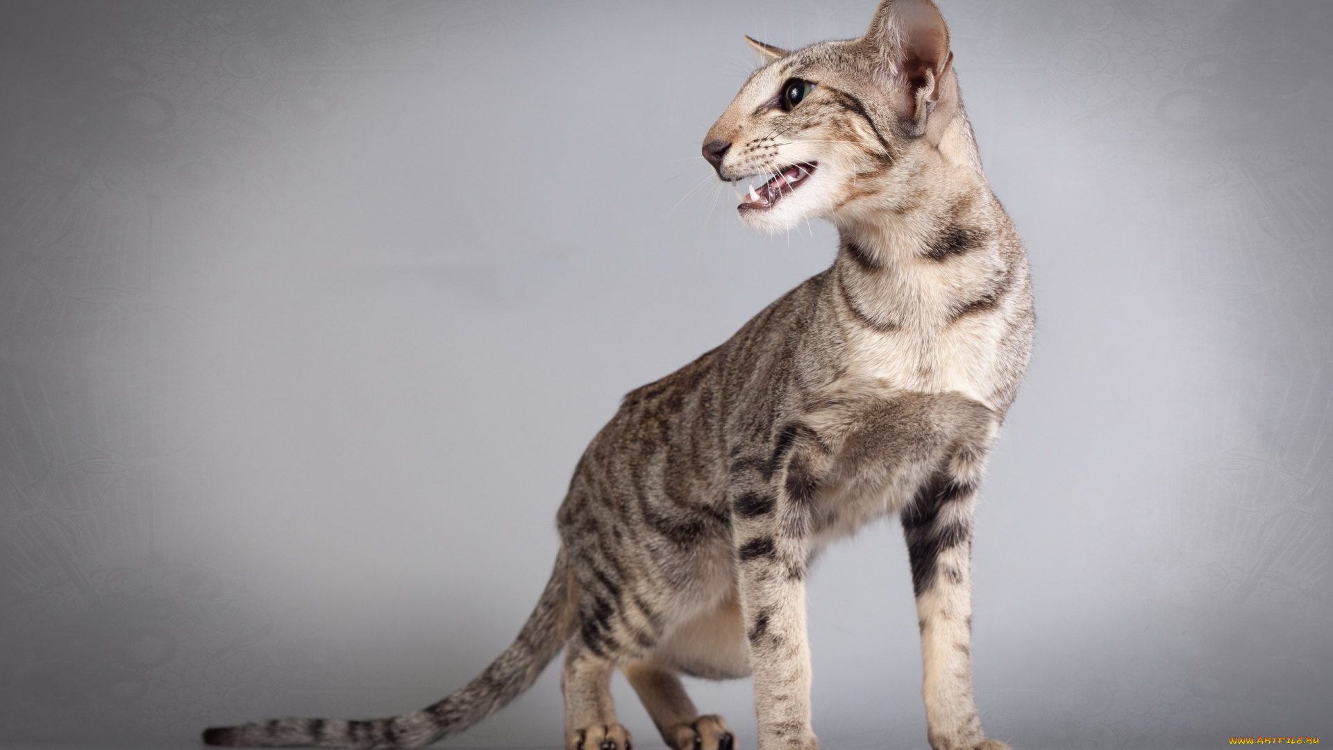 животные, коты, профиль