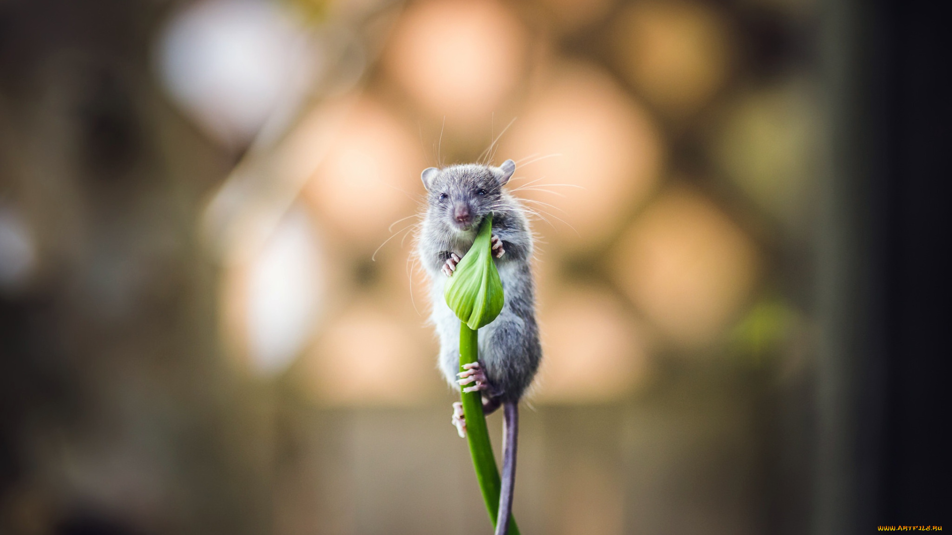 животные, крысы, , мыши, цветок, мышка, фон