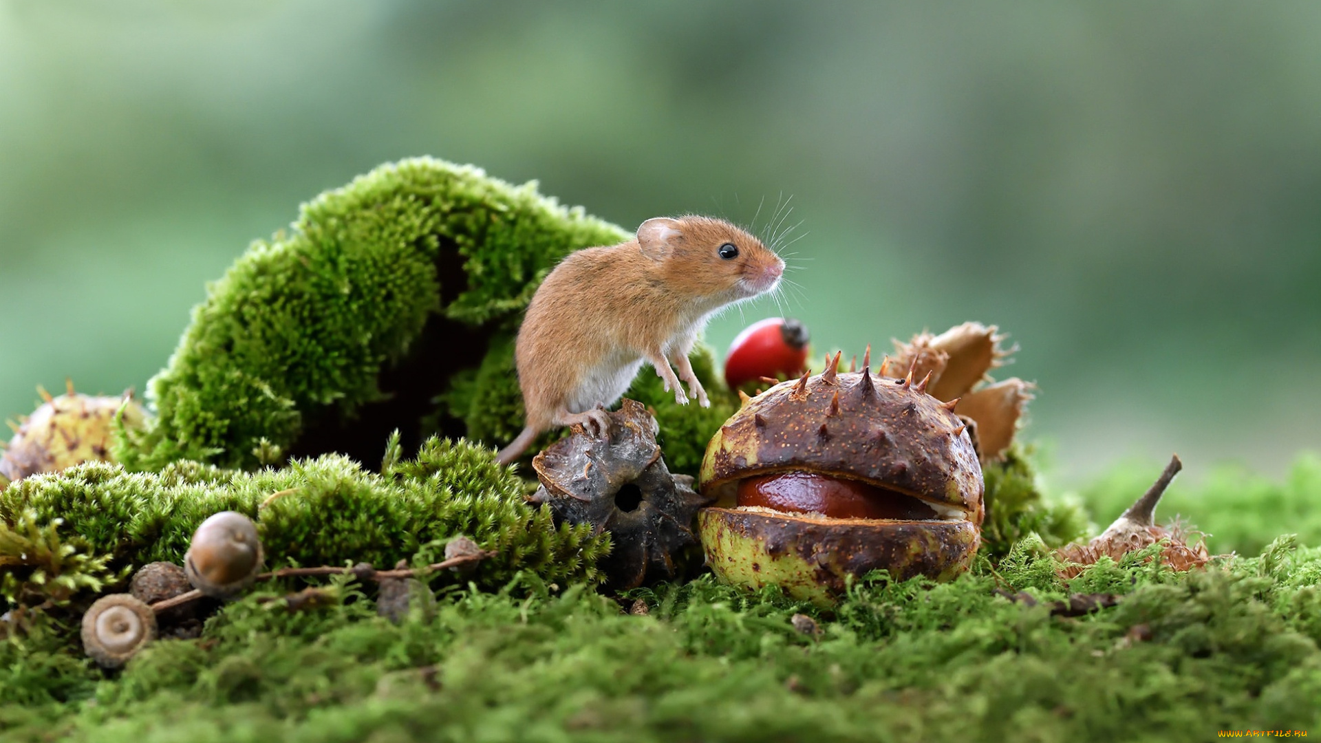 животные, крысы, , мыши, каштан, грызун, мох