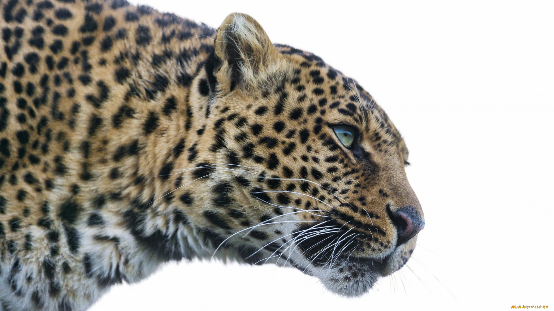 животные, леопарды, профиль