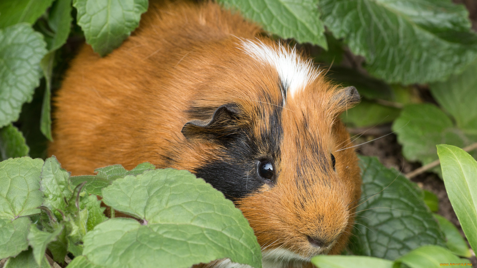 животные, морские, свинки, , хомяки, зверек