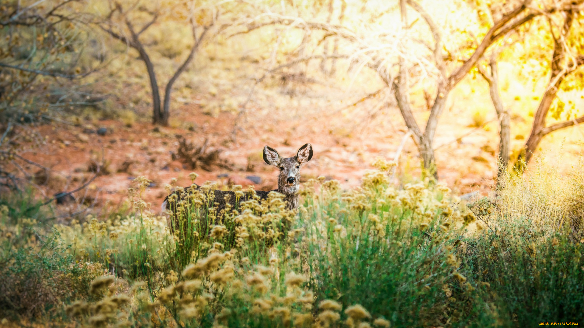 животные, олени, куст, деревья