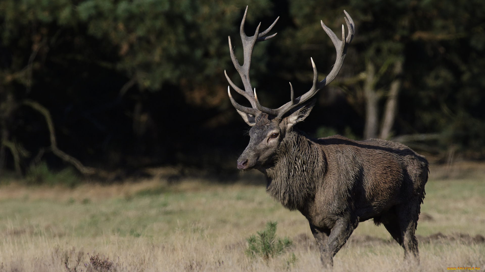 животные, олени, рога