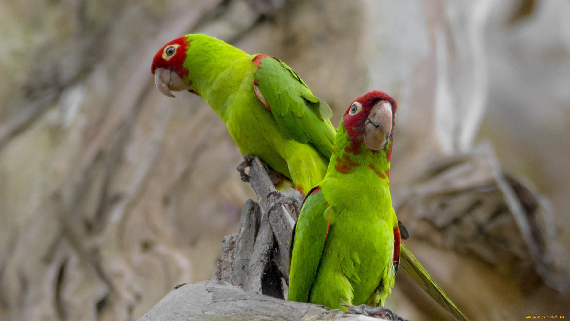 животные, попугаи, птицы, пара, природа