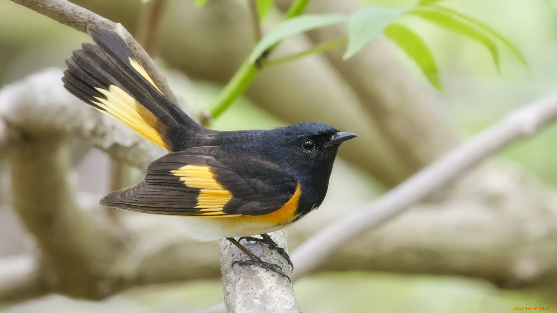 животные, птицы, птичка