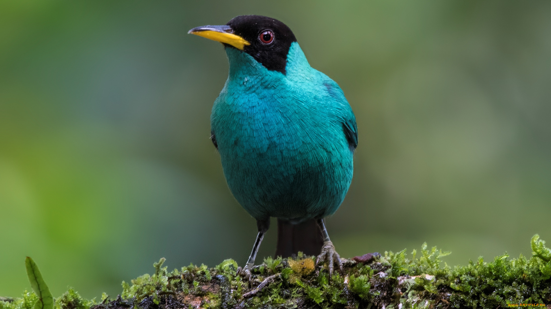 животные, птицы, птичка