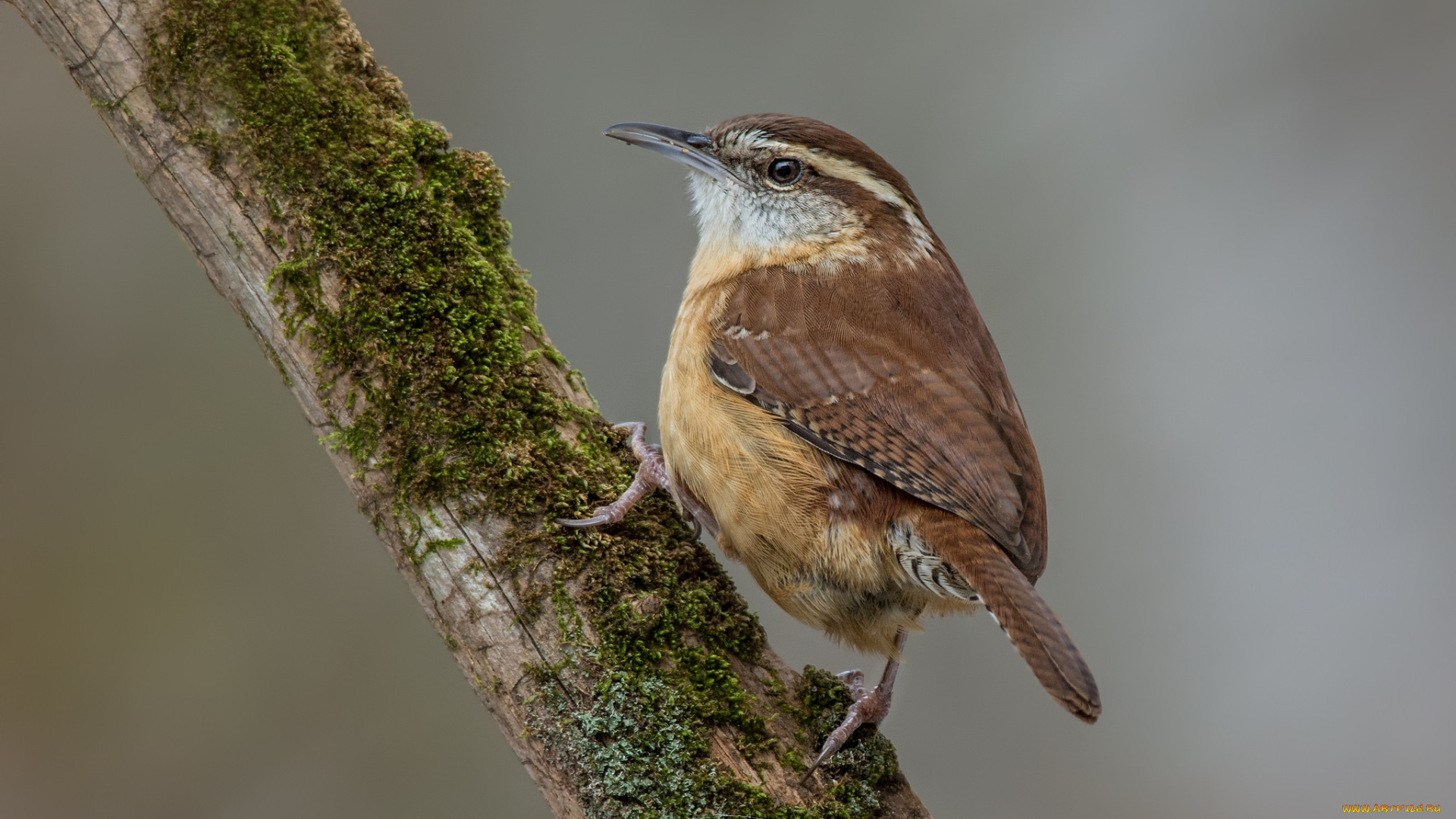 животные, птицы, птичка