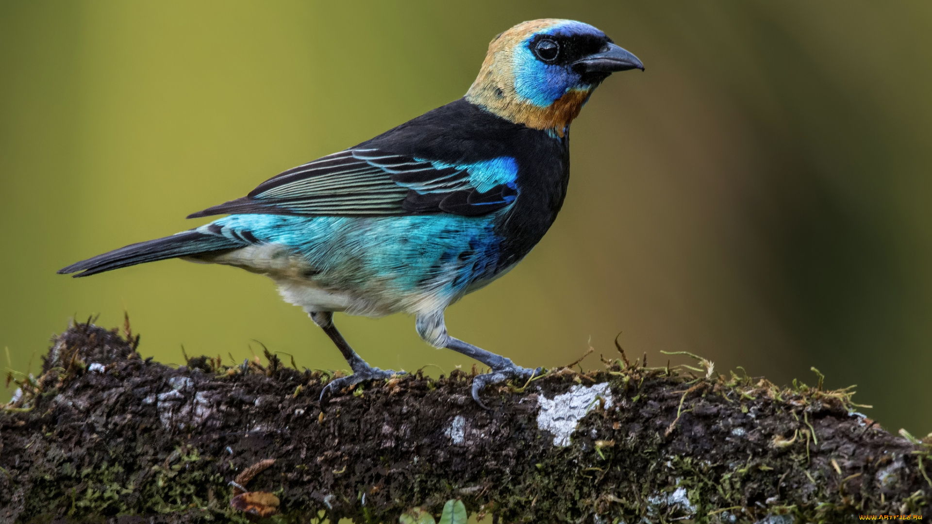 животные, птицы, птичка