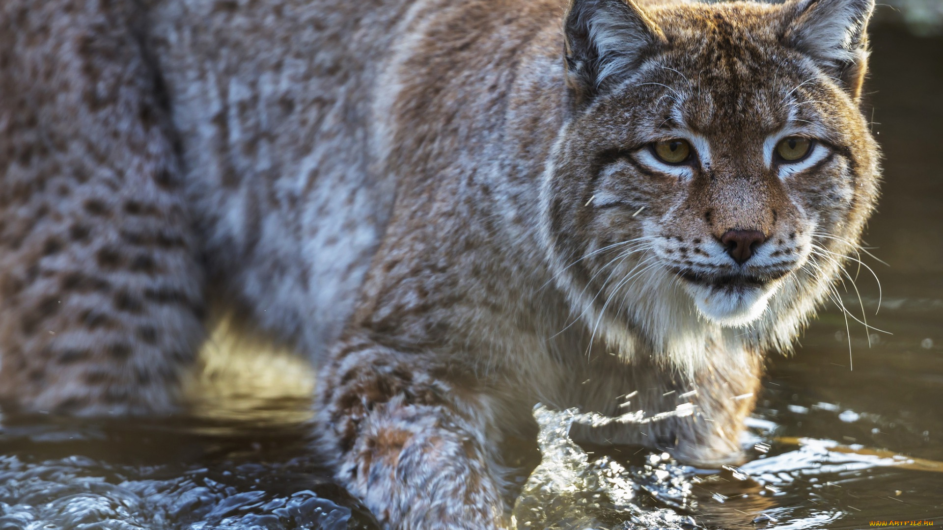 животные, рыси, взгляд, морда