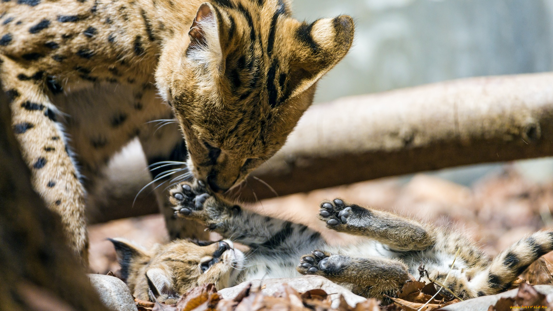 животные, сервалы, двое