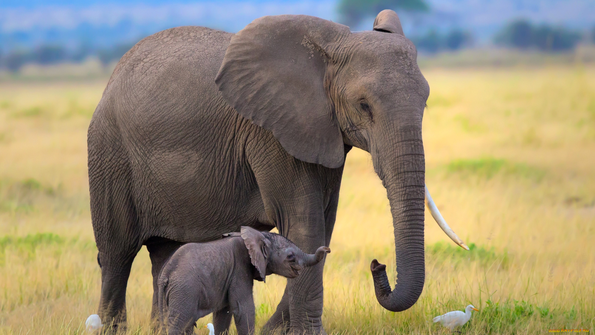 животные, слоны, савана