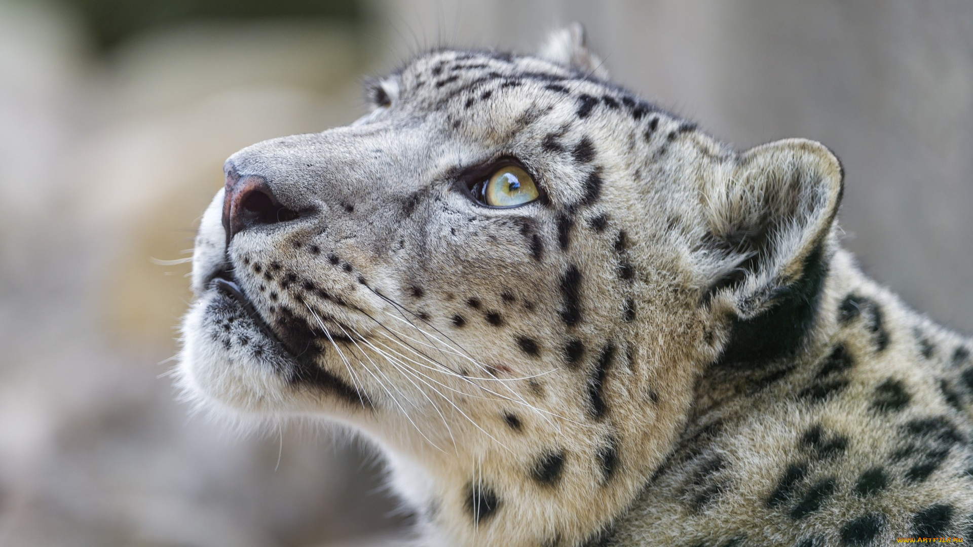 животные, снежный, барс, , ирбис, профиль