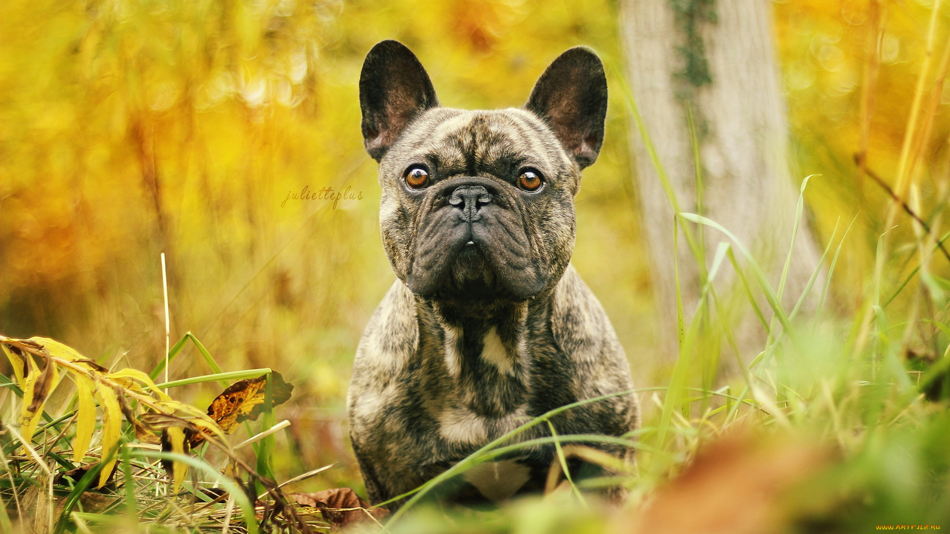 животные, собаки, друг, взгляд, собака