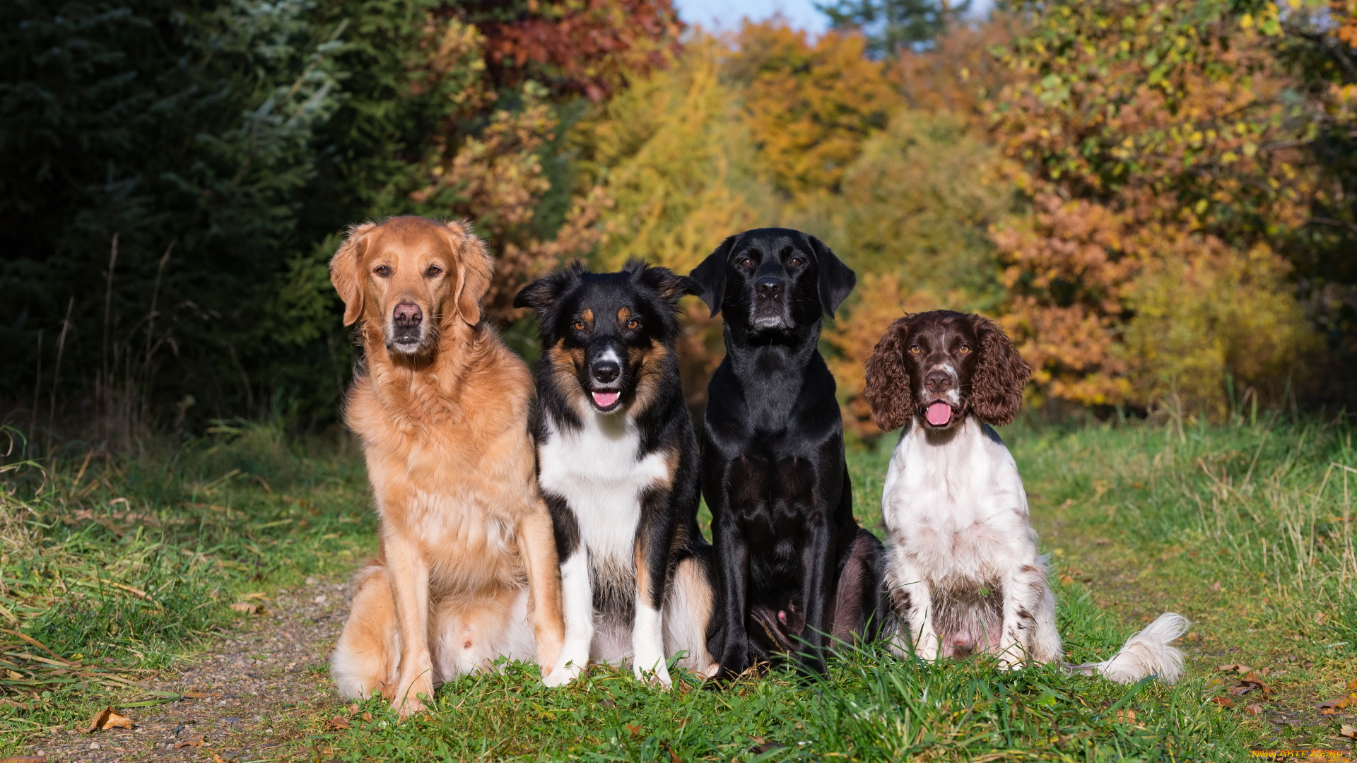 животные, собаки, спаниель, ретривер, бордер-колли, лабрадор