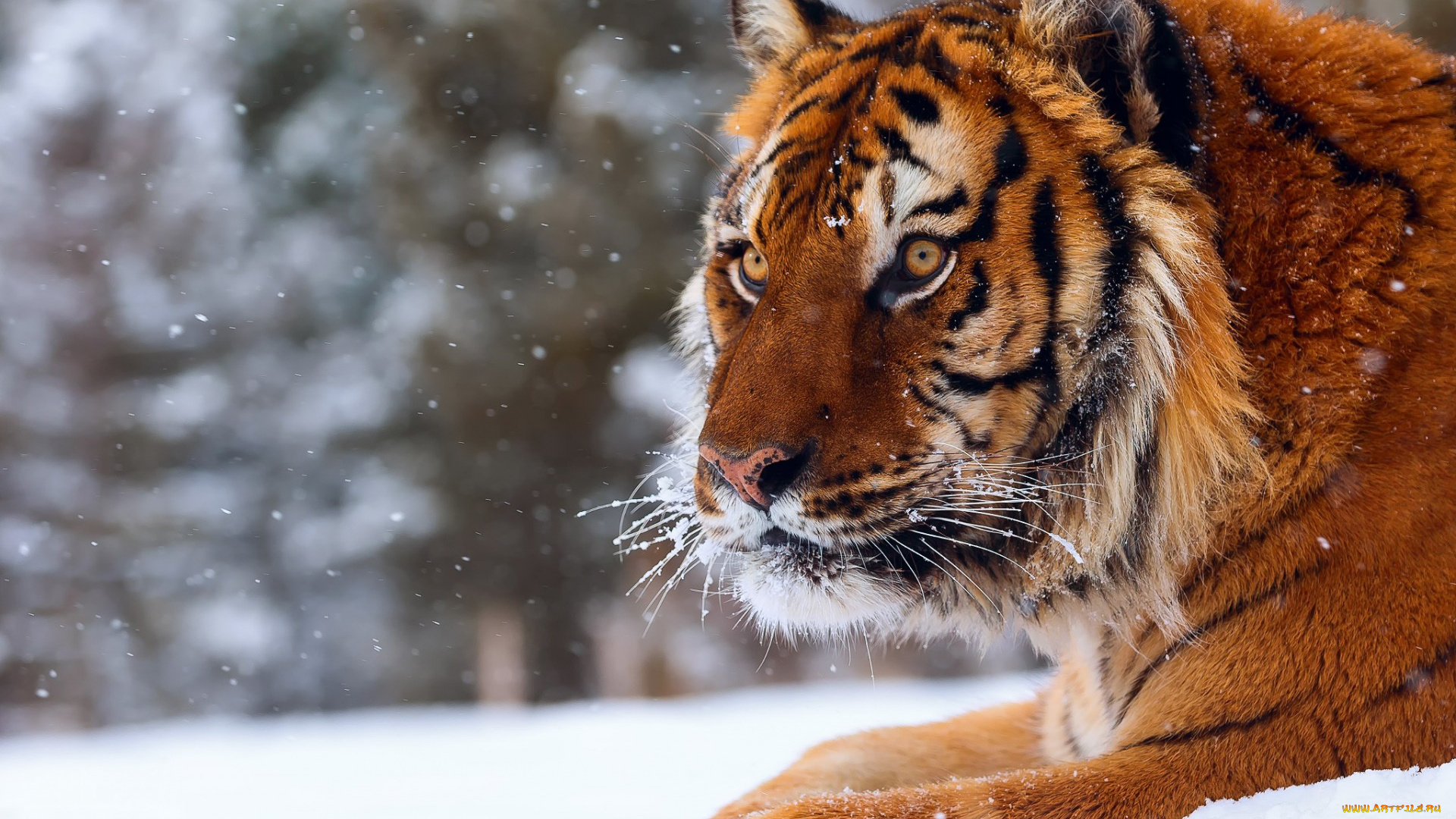 животные, тигры, профиль