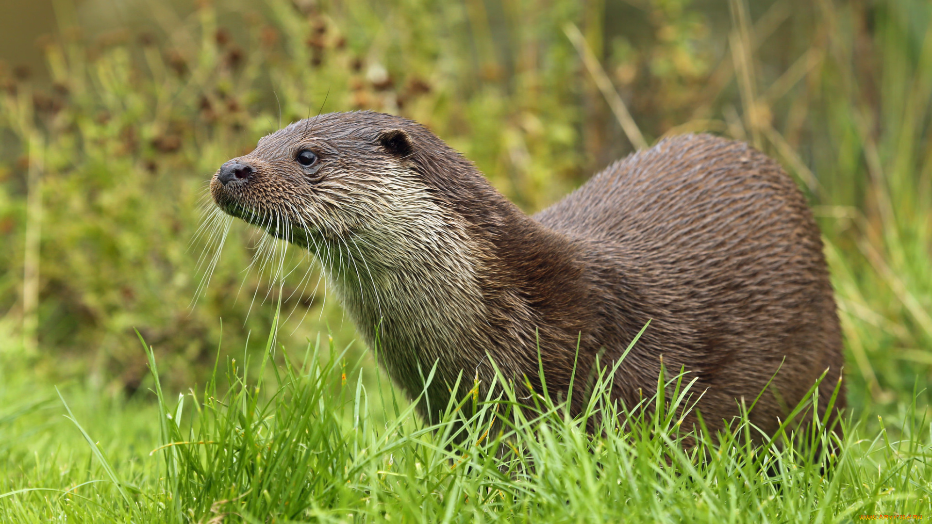 животные, выдры, , каланы, , ондатры, выдра