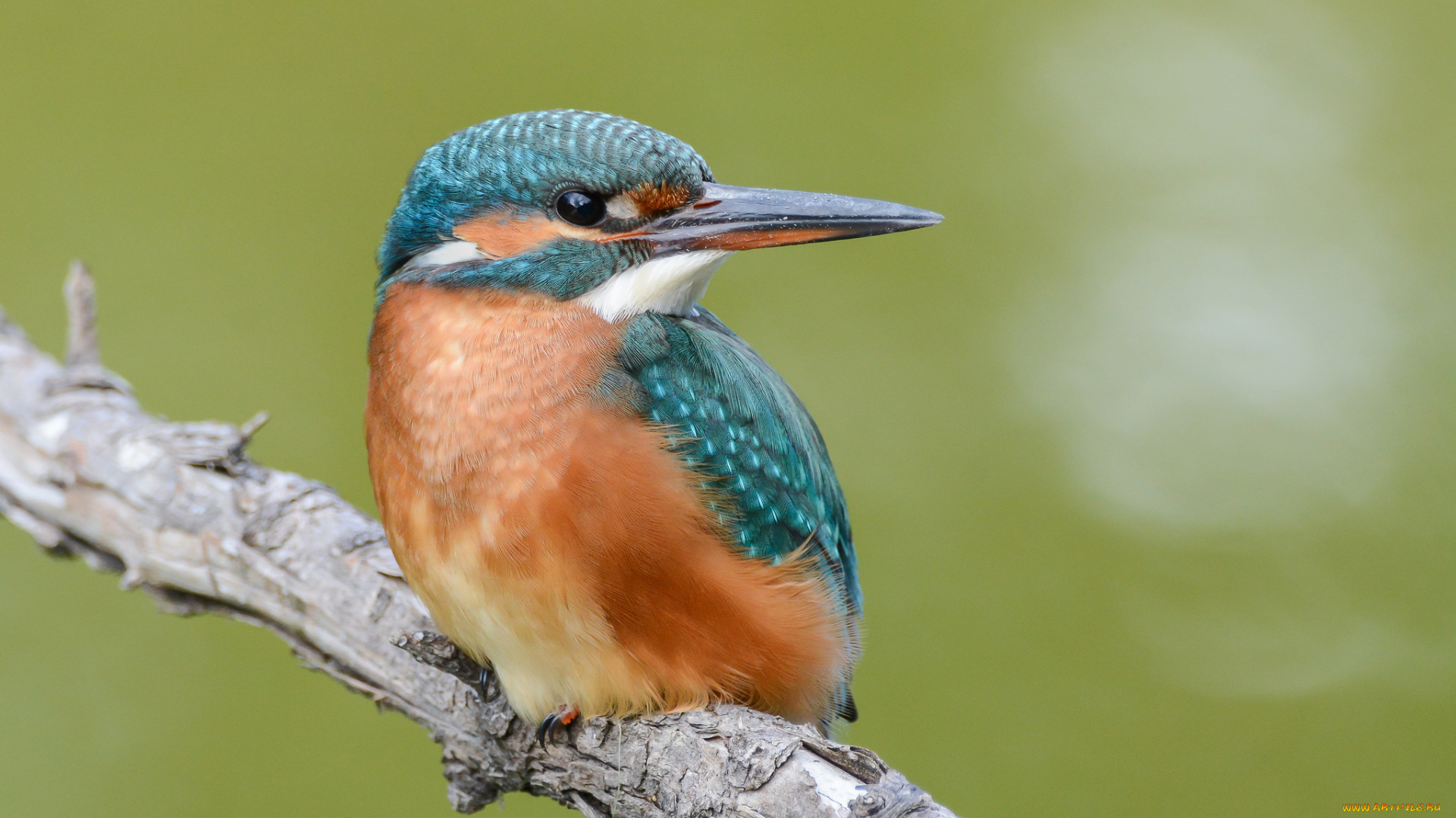 животные, зимородки, птичка