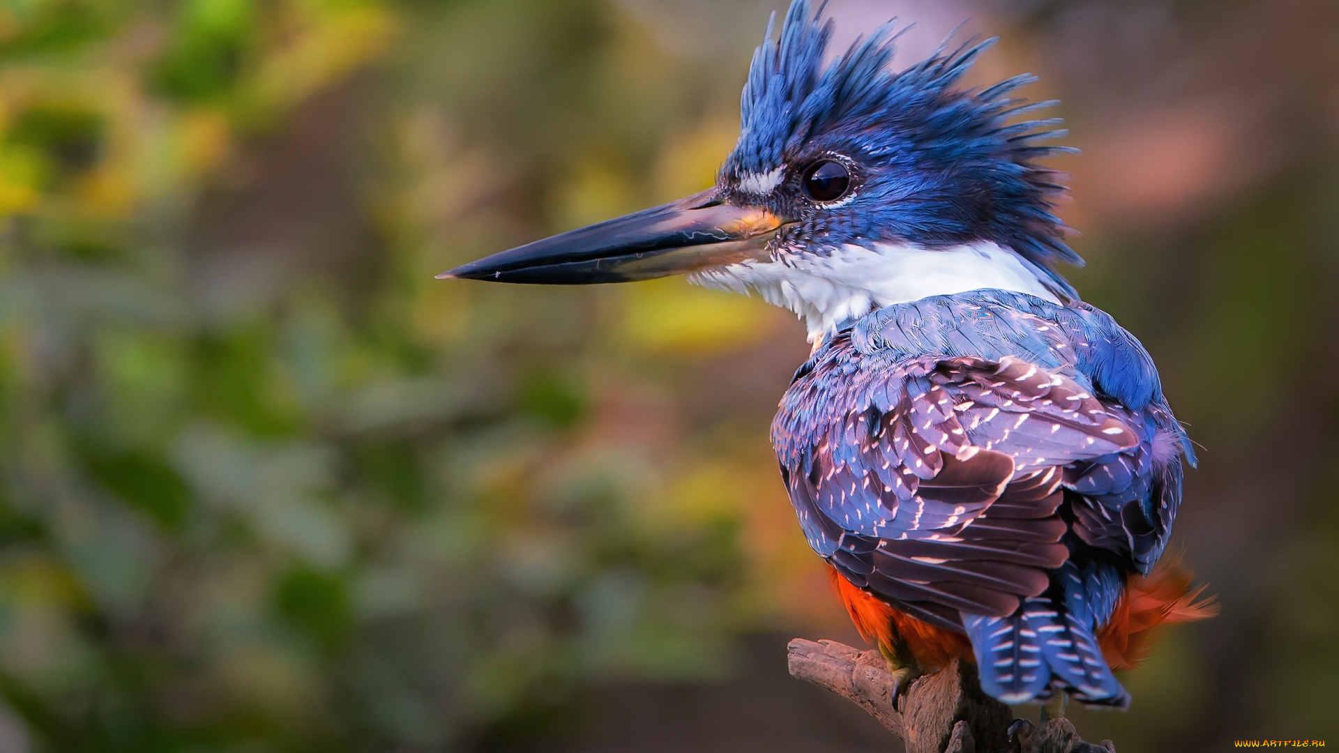 животные, зимородки, ветка, зимородок, фон, птица