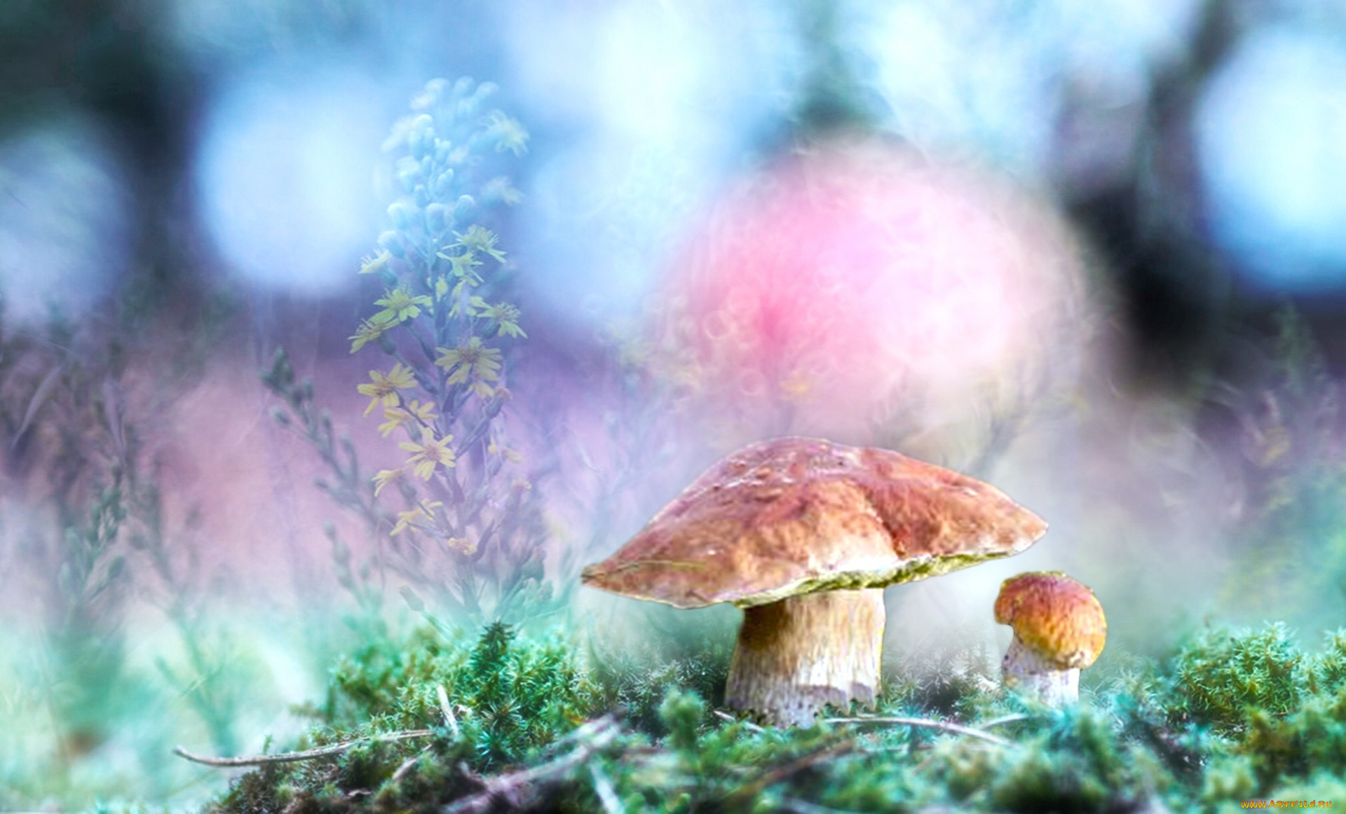 природа, грибы, грибок