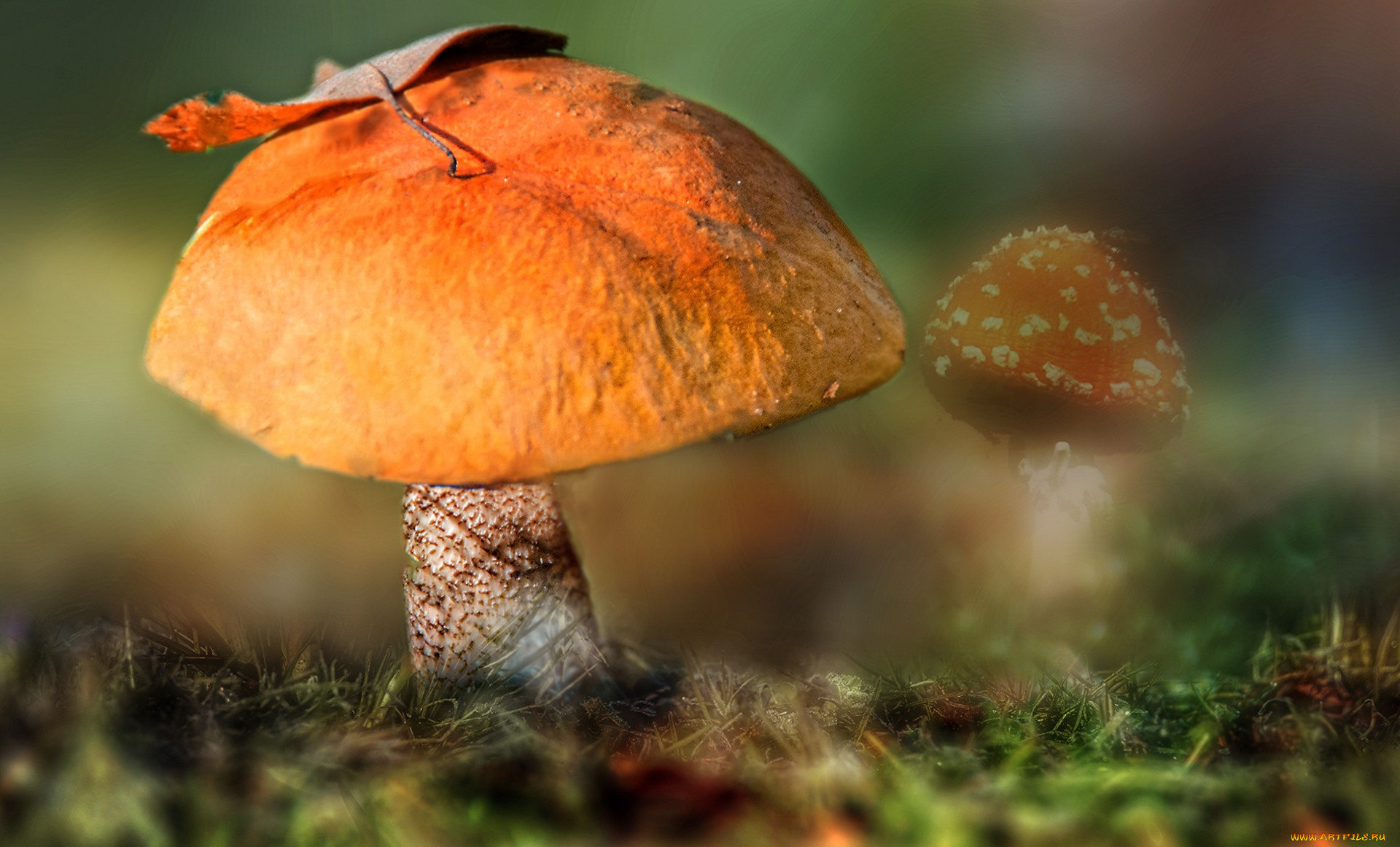 природа, грибы, грибок