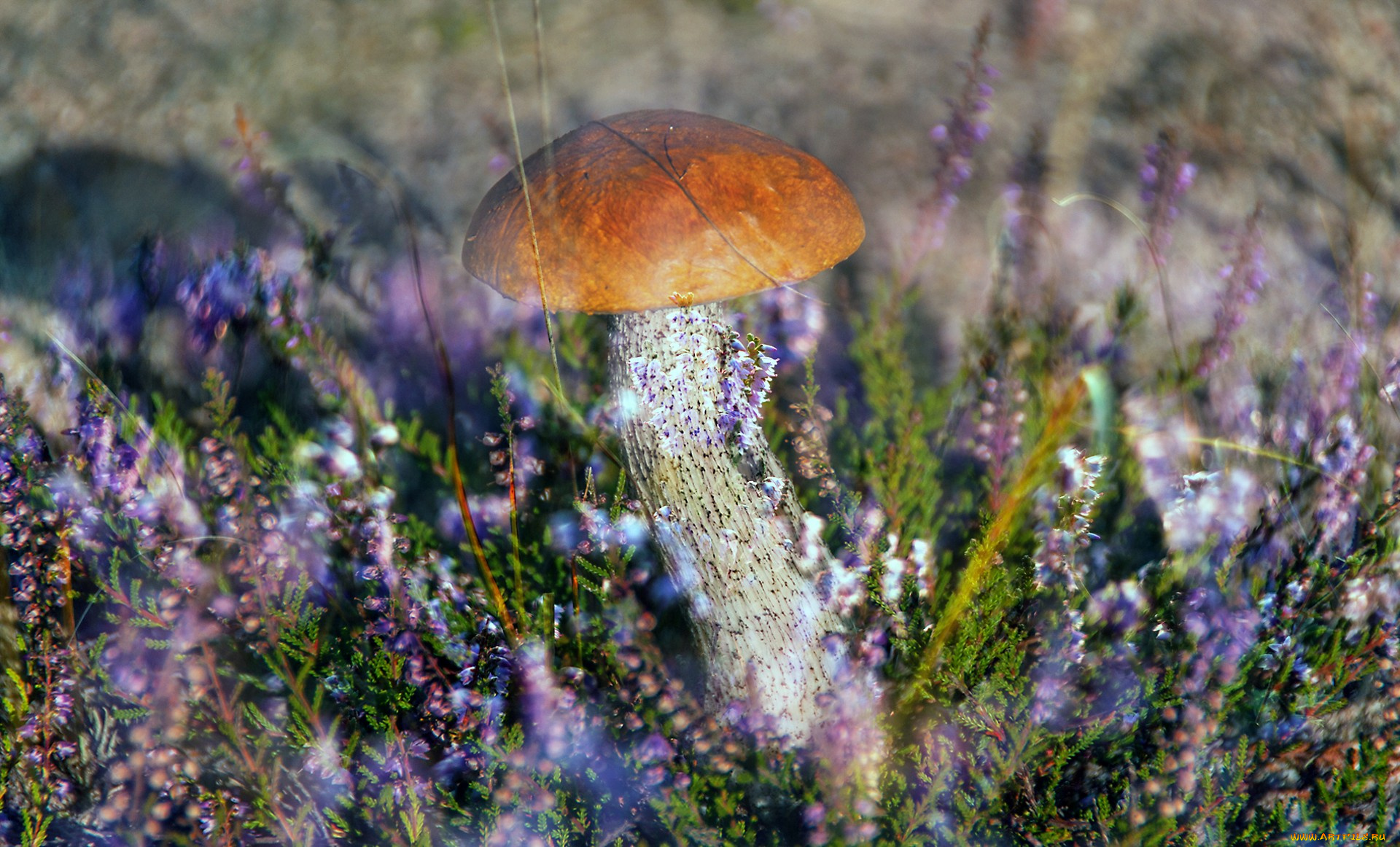 природа, грибы, грибок