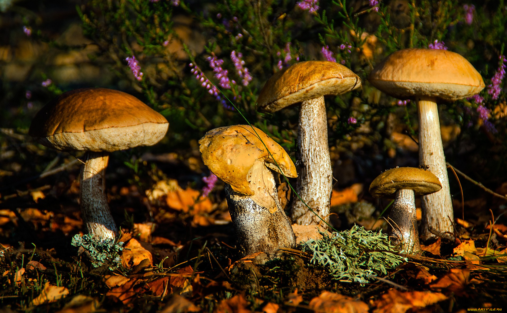 природа, грибы, грибочки