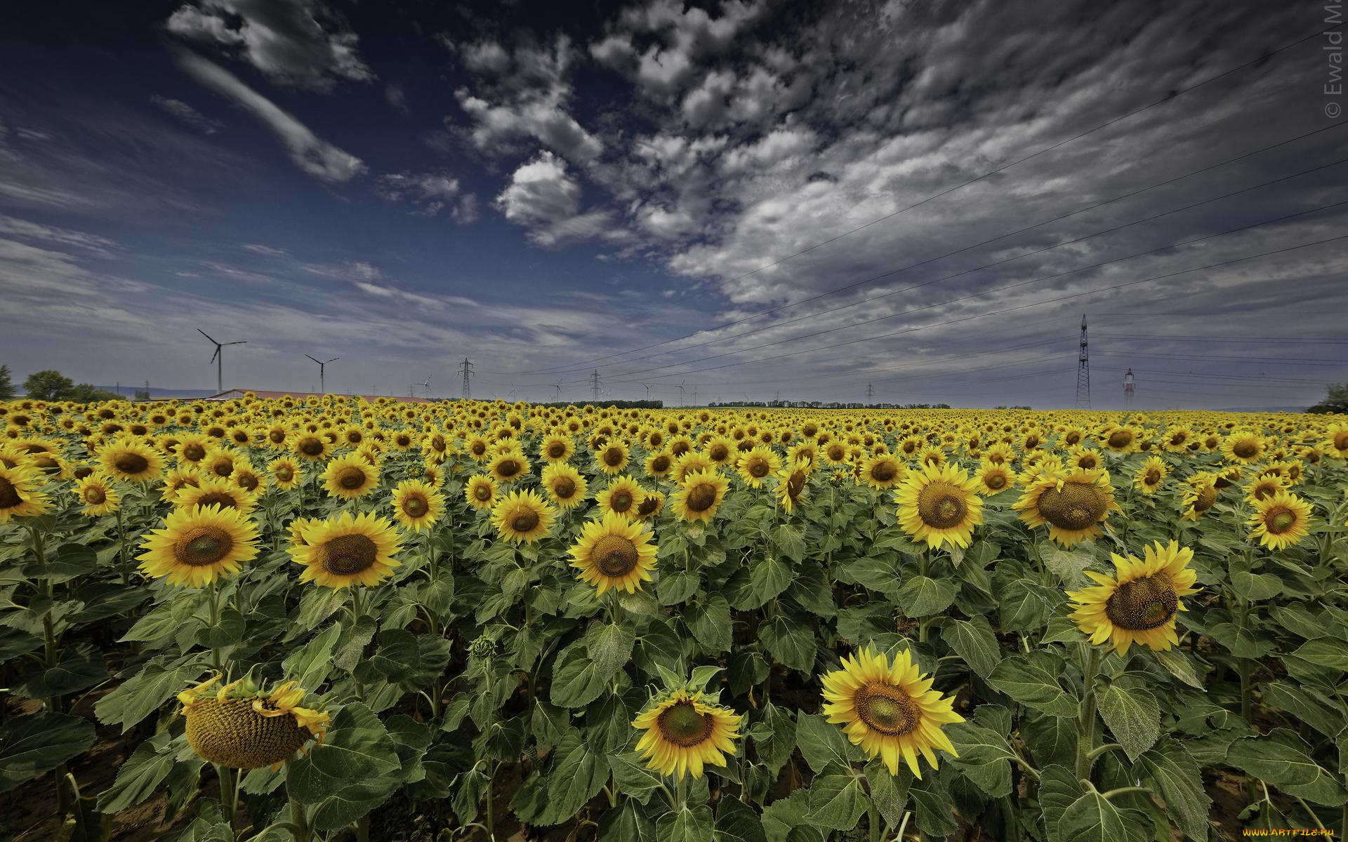 цветы, подсолнухи, поле, флора, закат