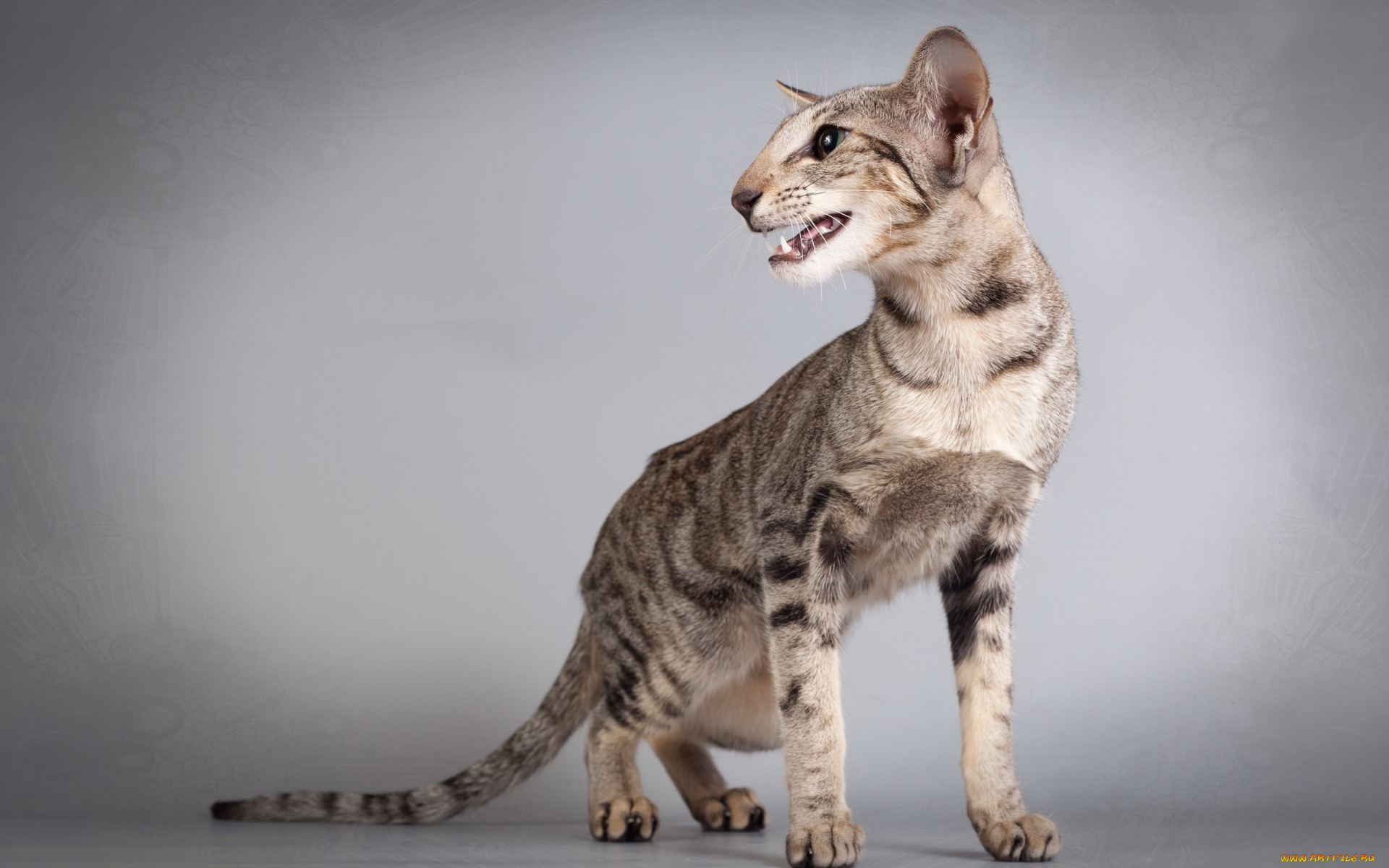 животные, коты, профиль