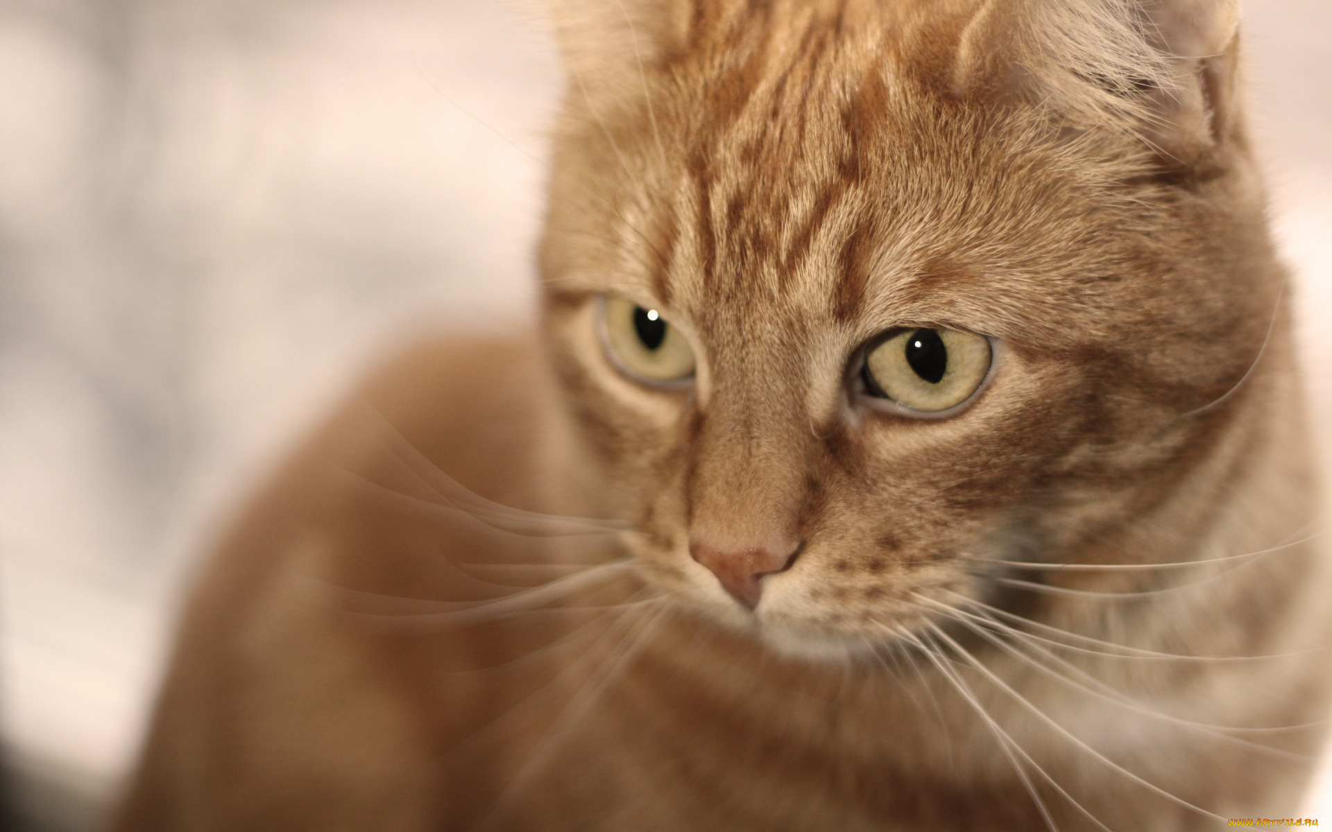 животные, коты, рыжий, цвет