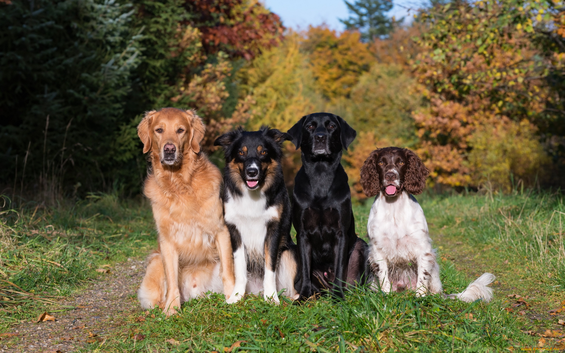 животные, собаки, спаниель, ретривер, бордер-колли, лабрадор