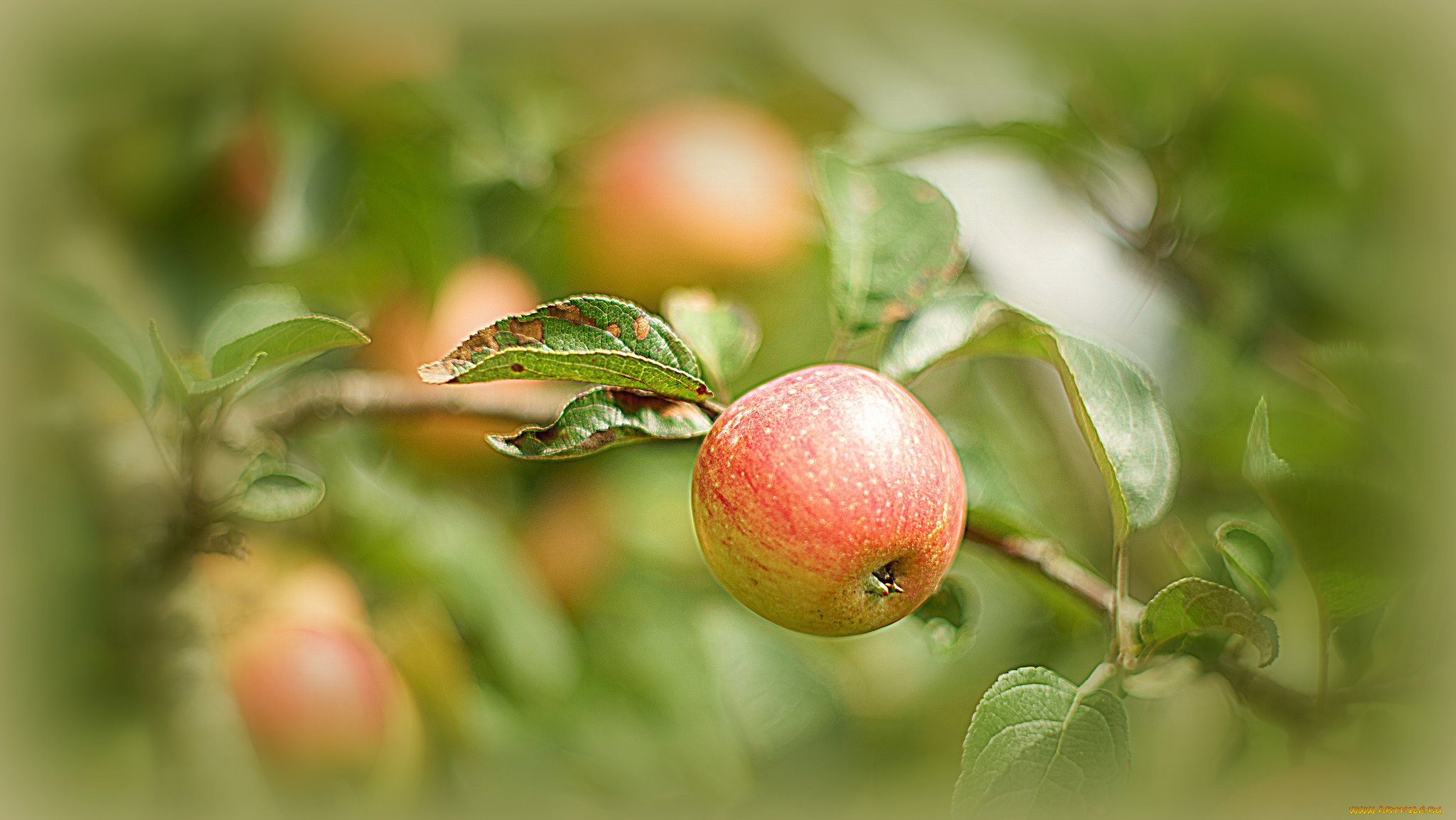 природа, плоды, яблоки