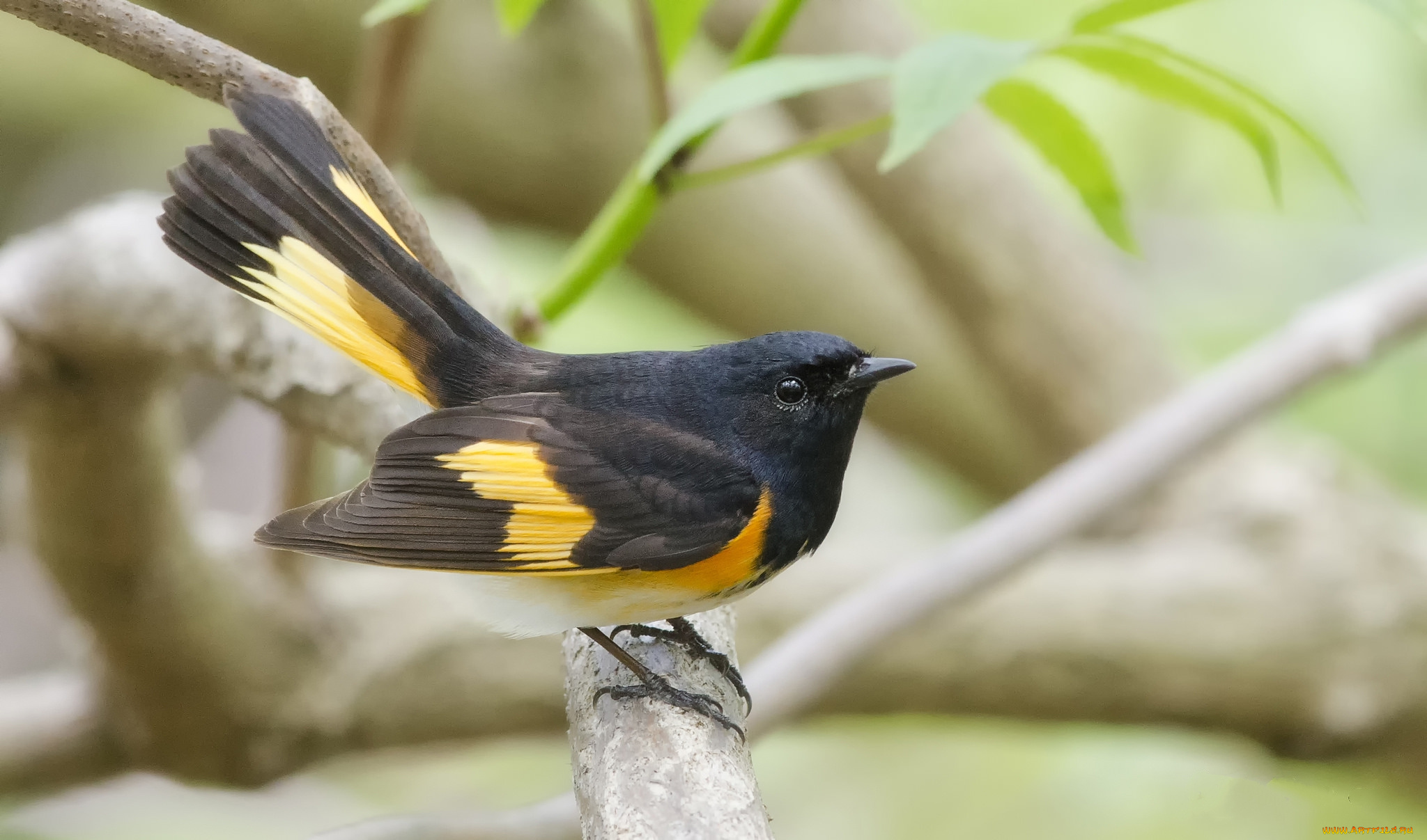 животные, птицы, птичка