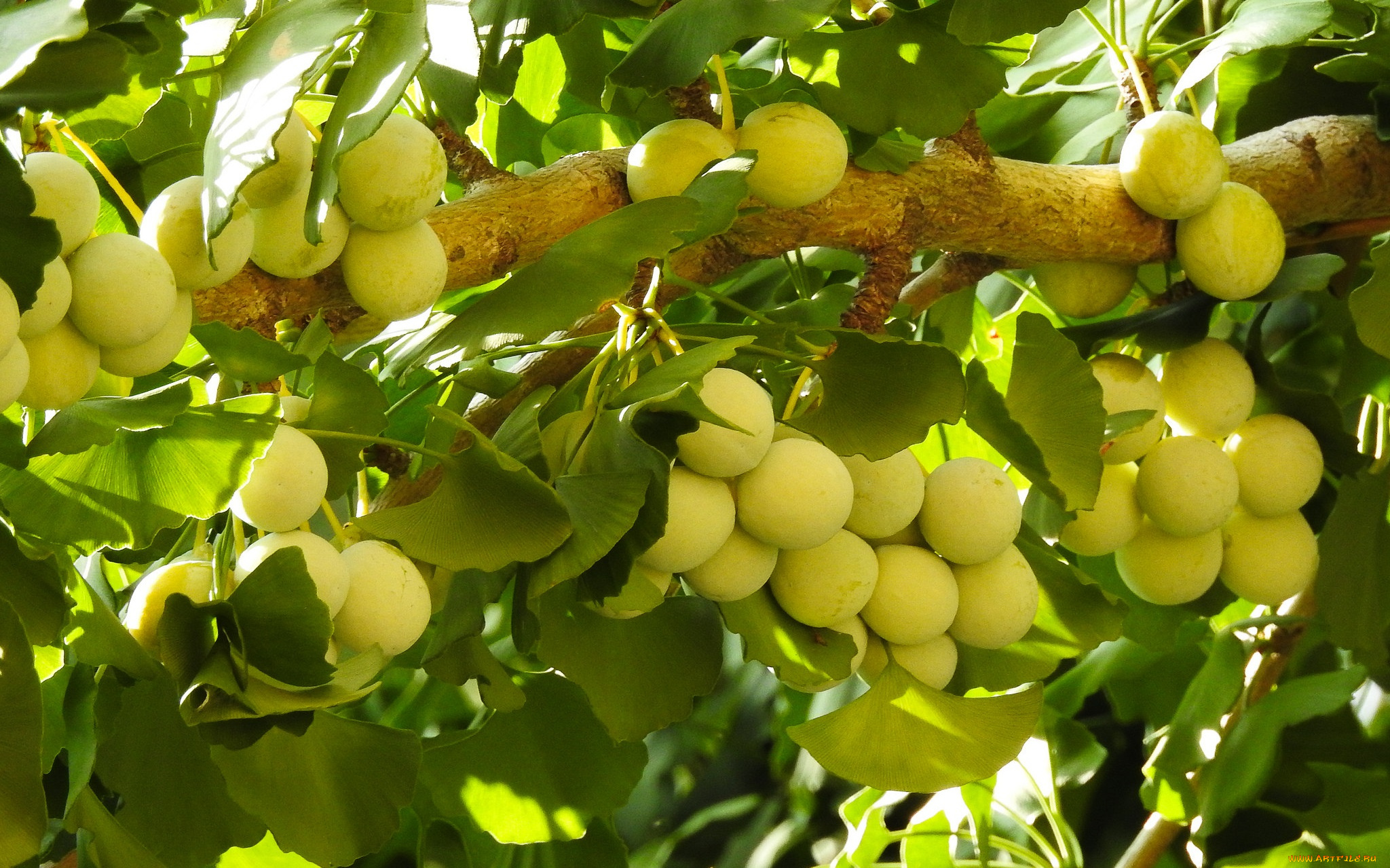 природа, плоды, ветка