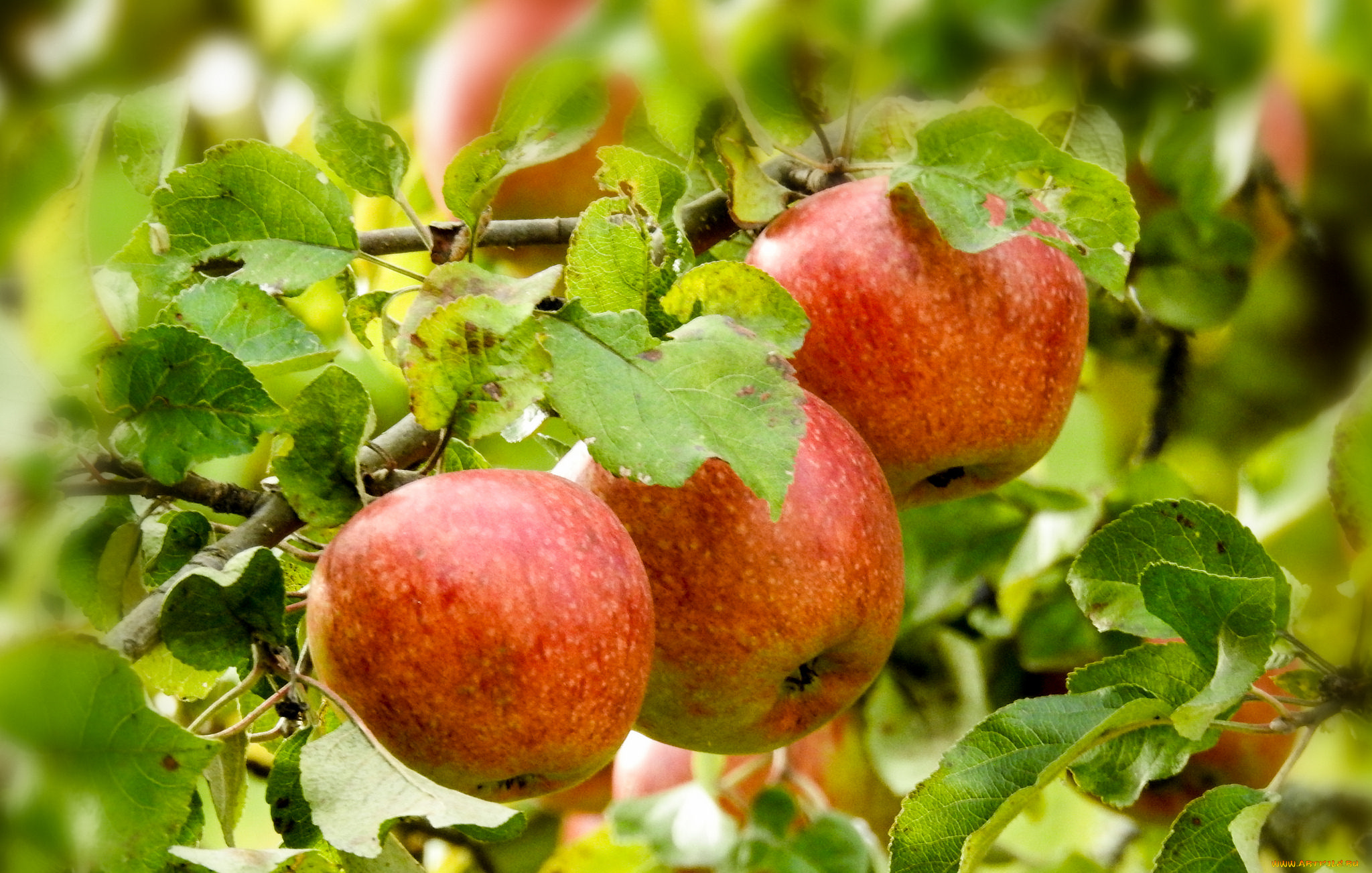 природа, плоды, яблоки