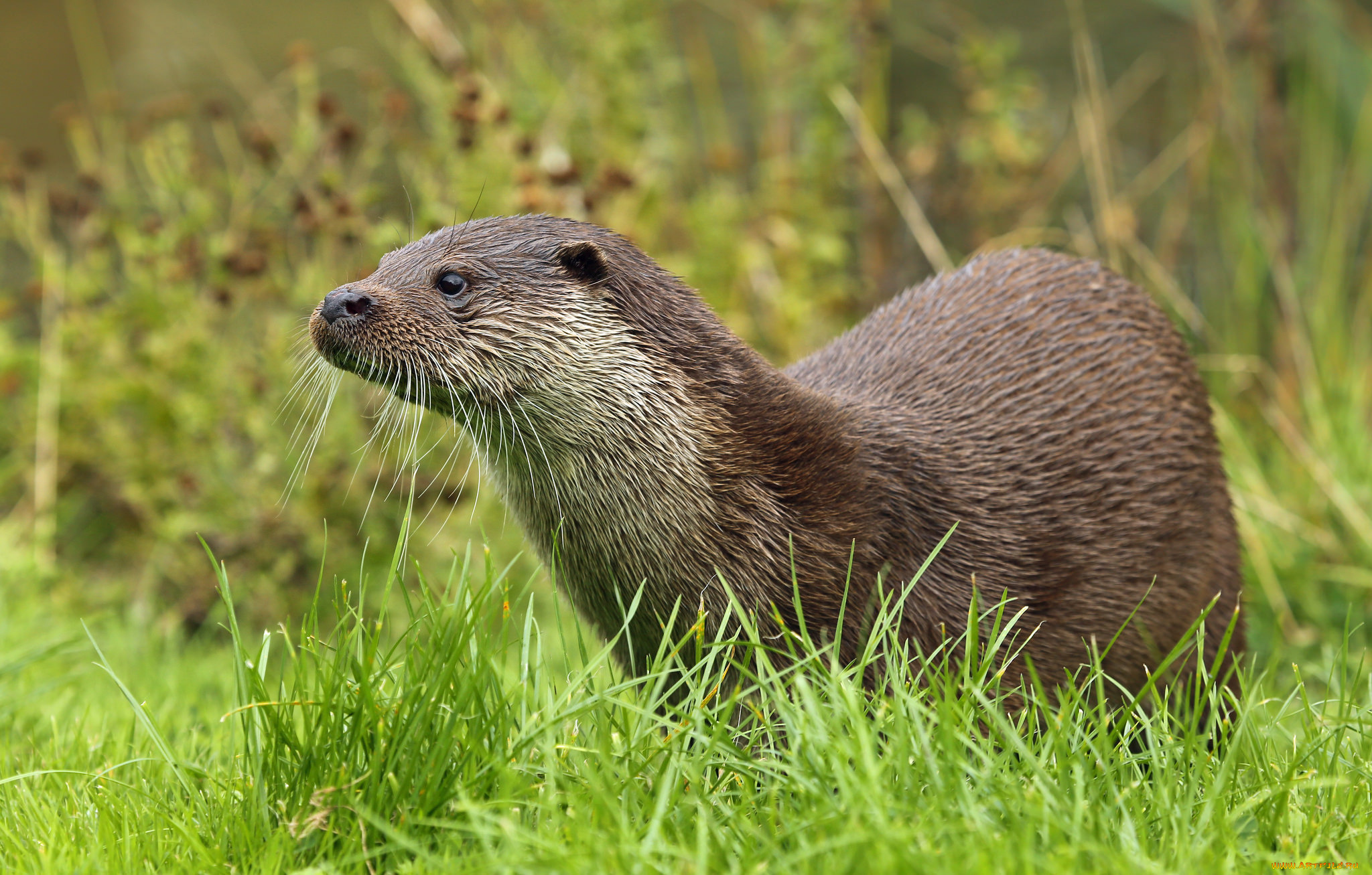 животные, выдры, , каланы, , ондатры, выдра