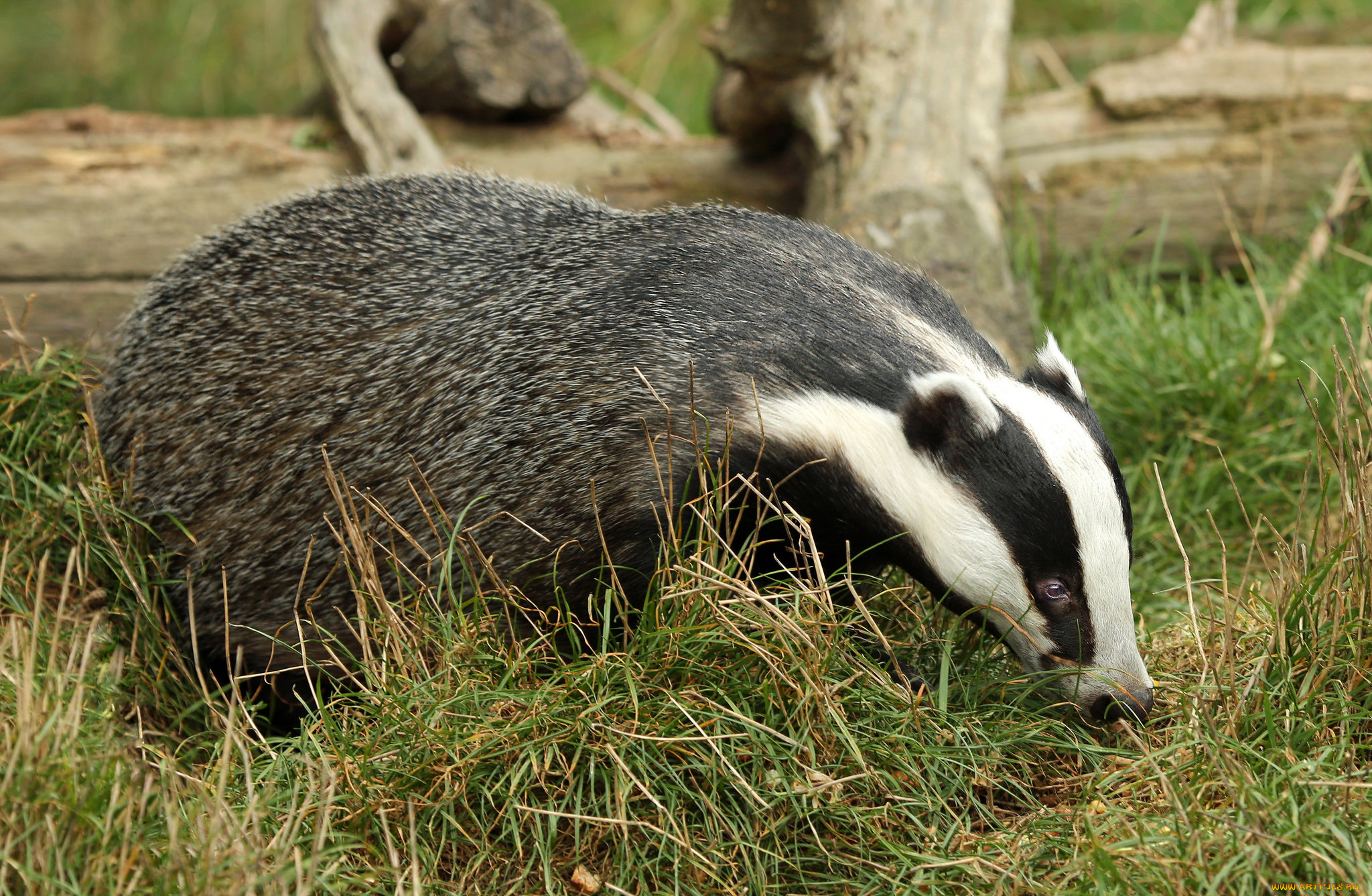 животные, барсуки, барсук