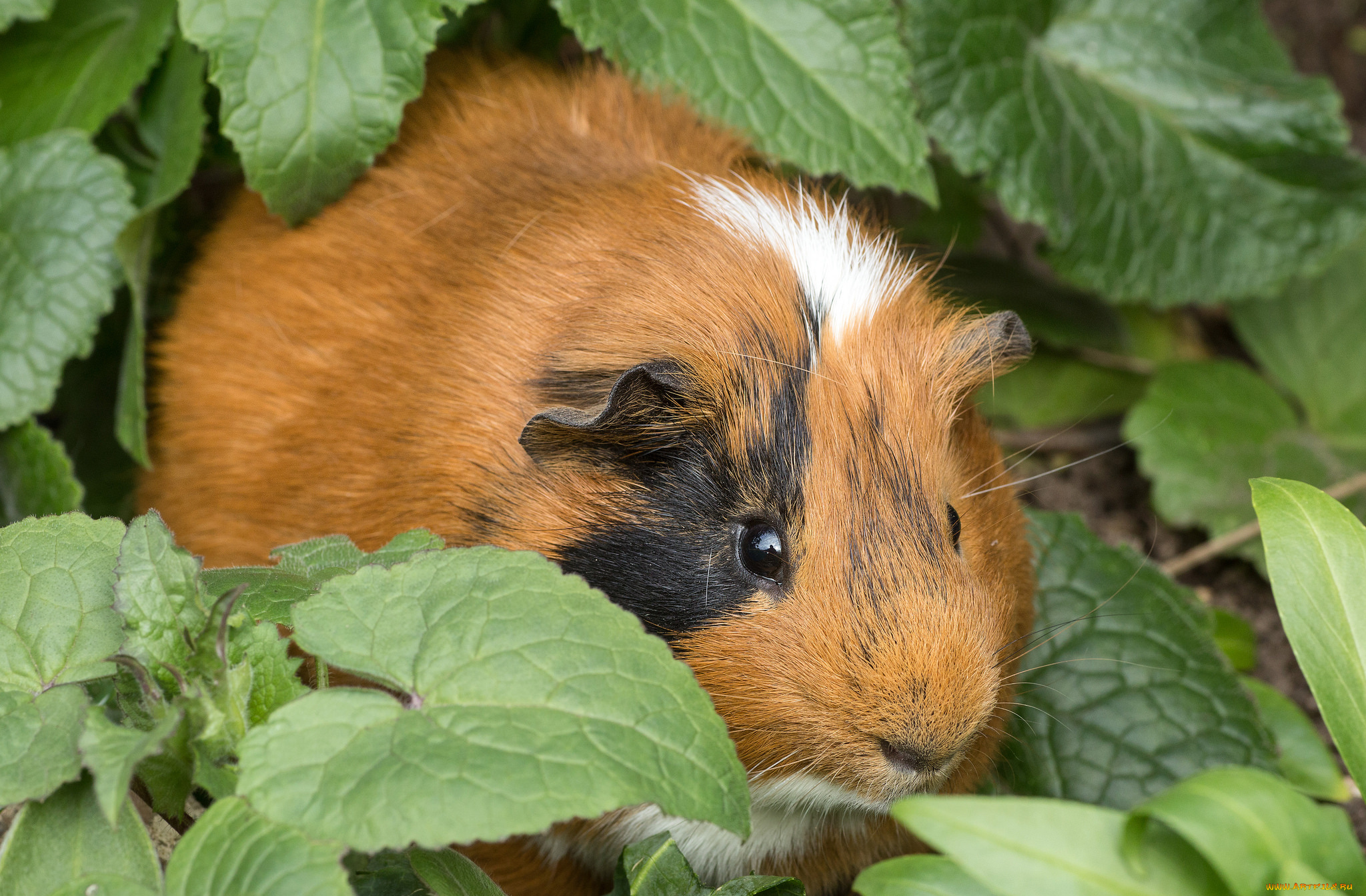 животные, морские, свинки, , хомяки, зверек