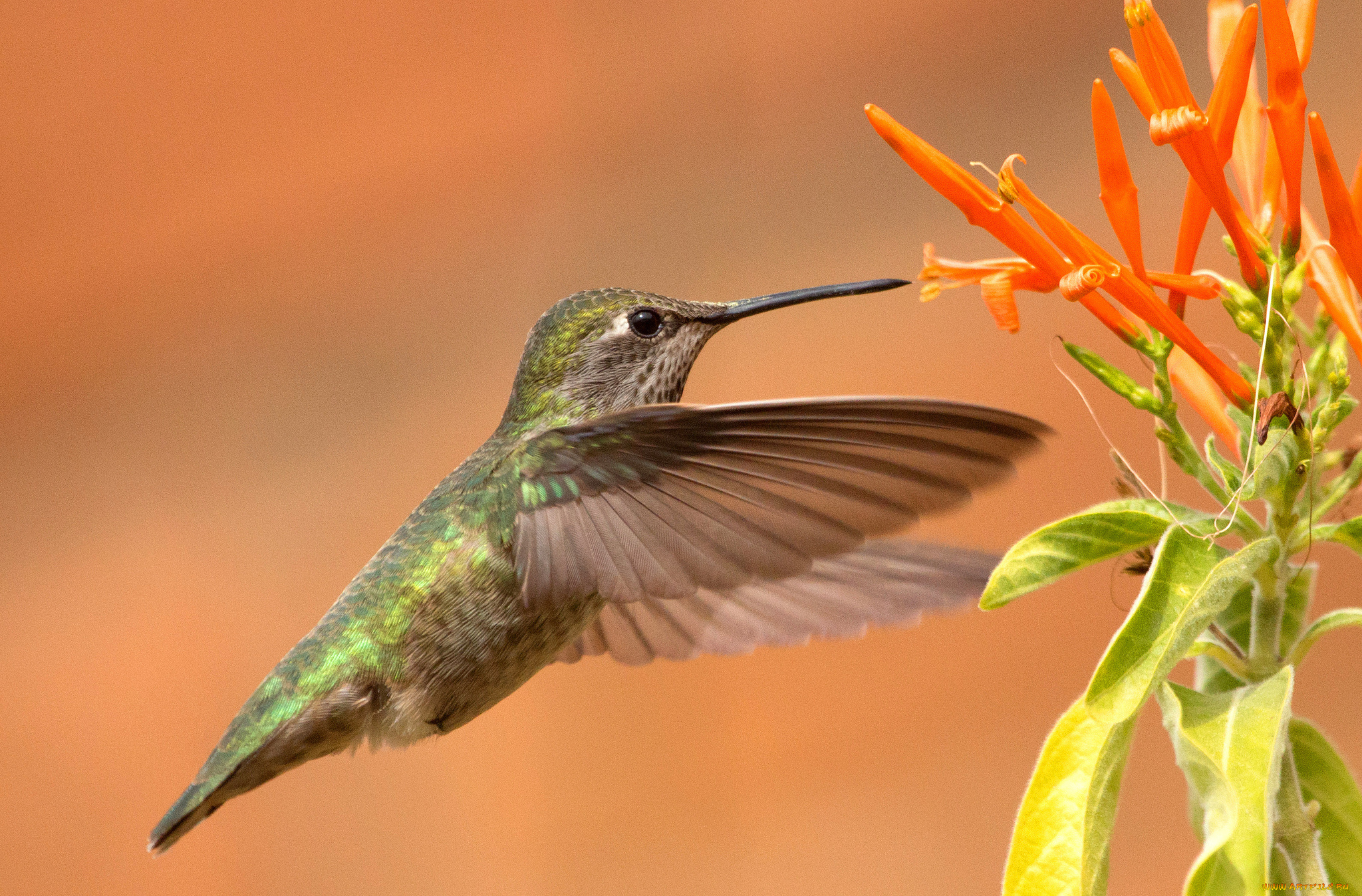 животные, колибри, птичка
