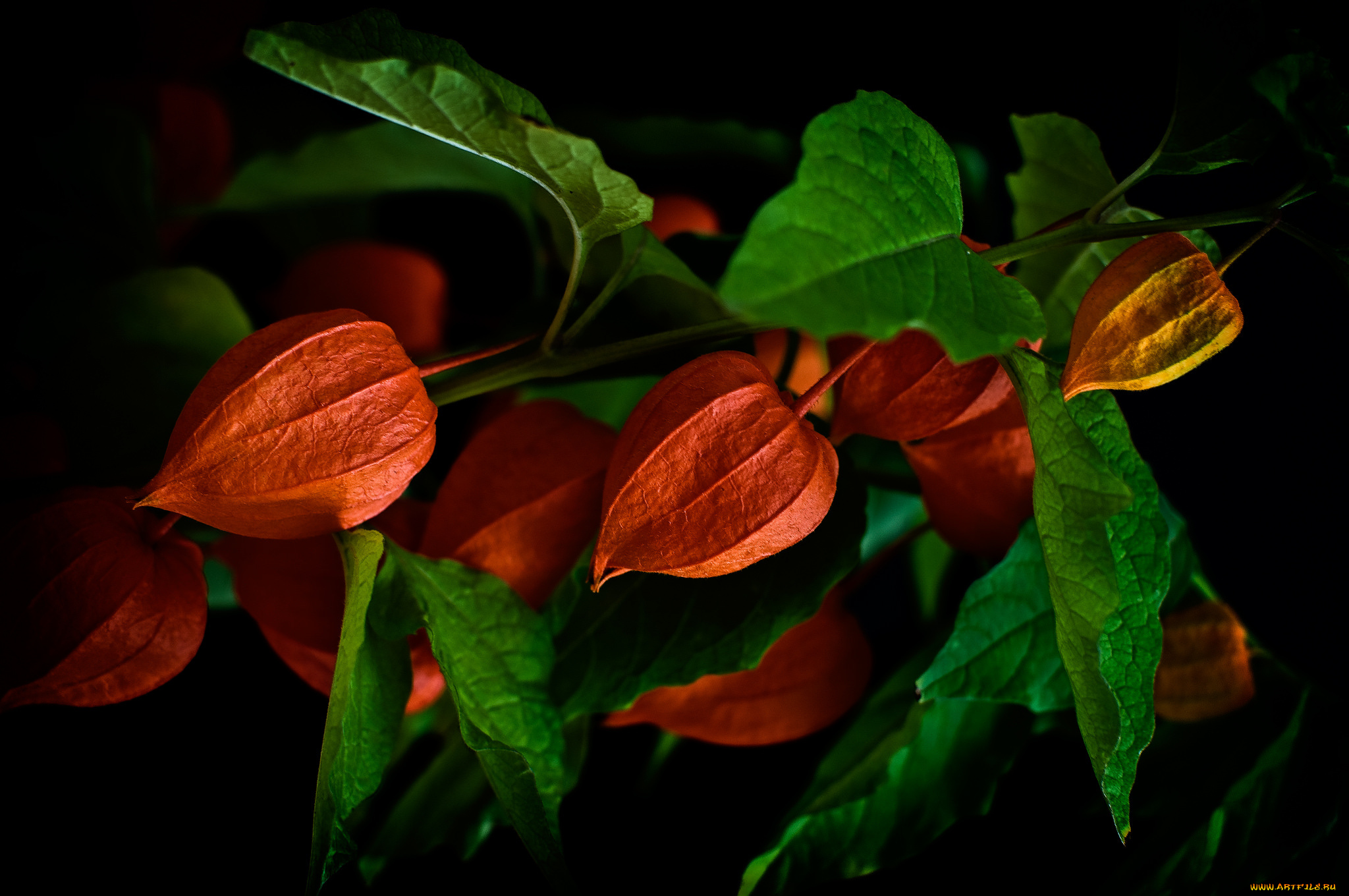 природа, листья, ветка