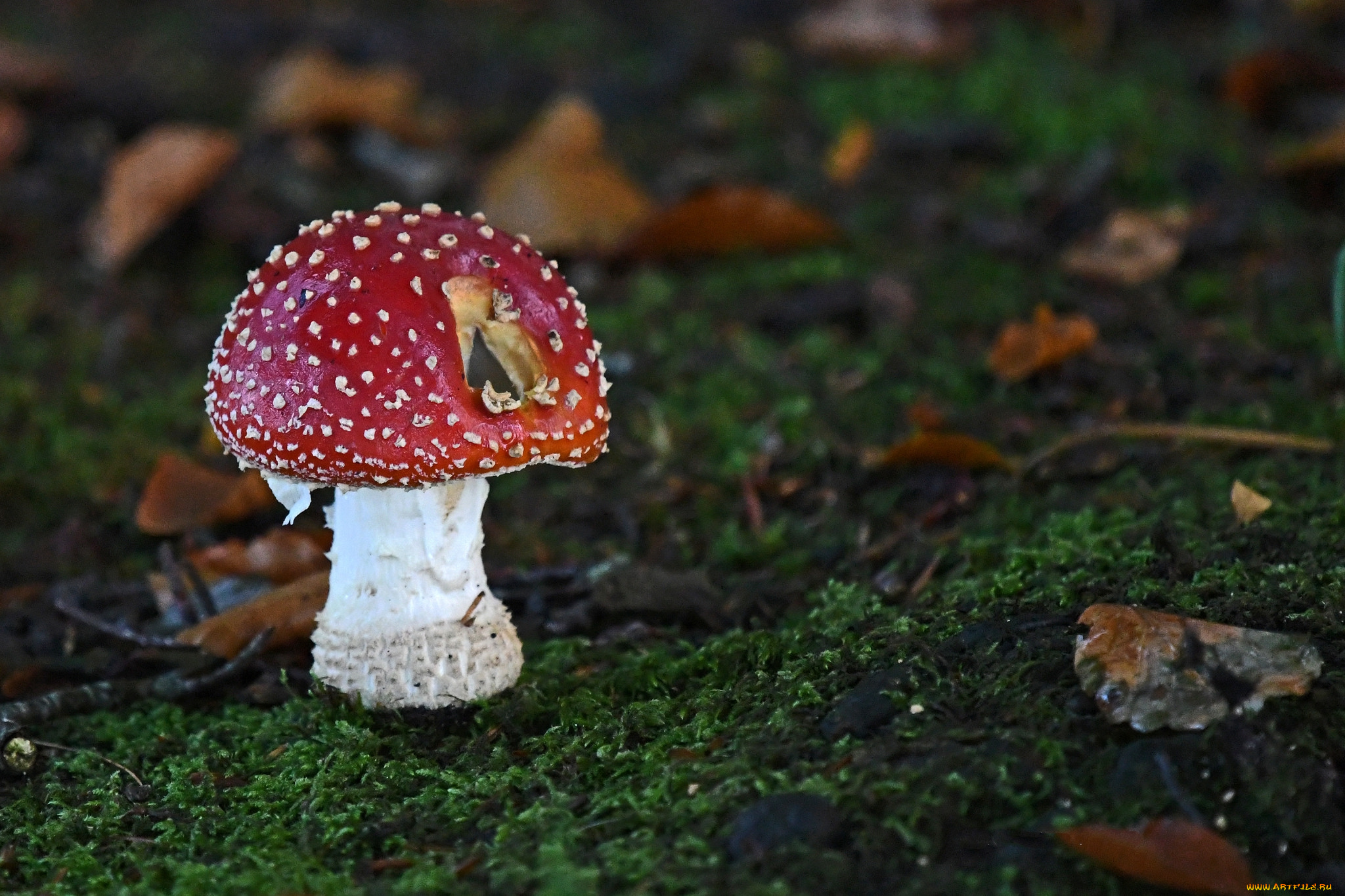 природа, грибы, , мухомор, грибок