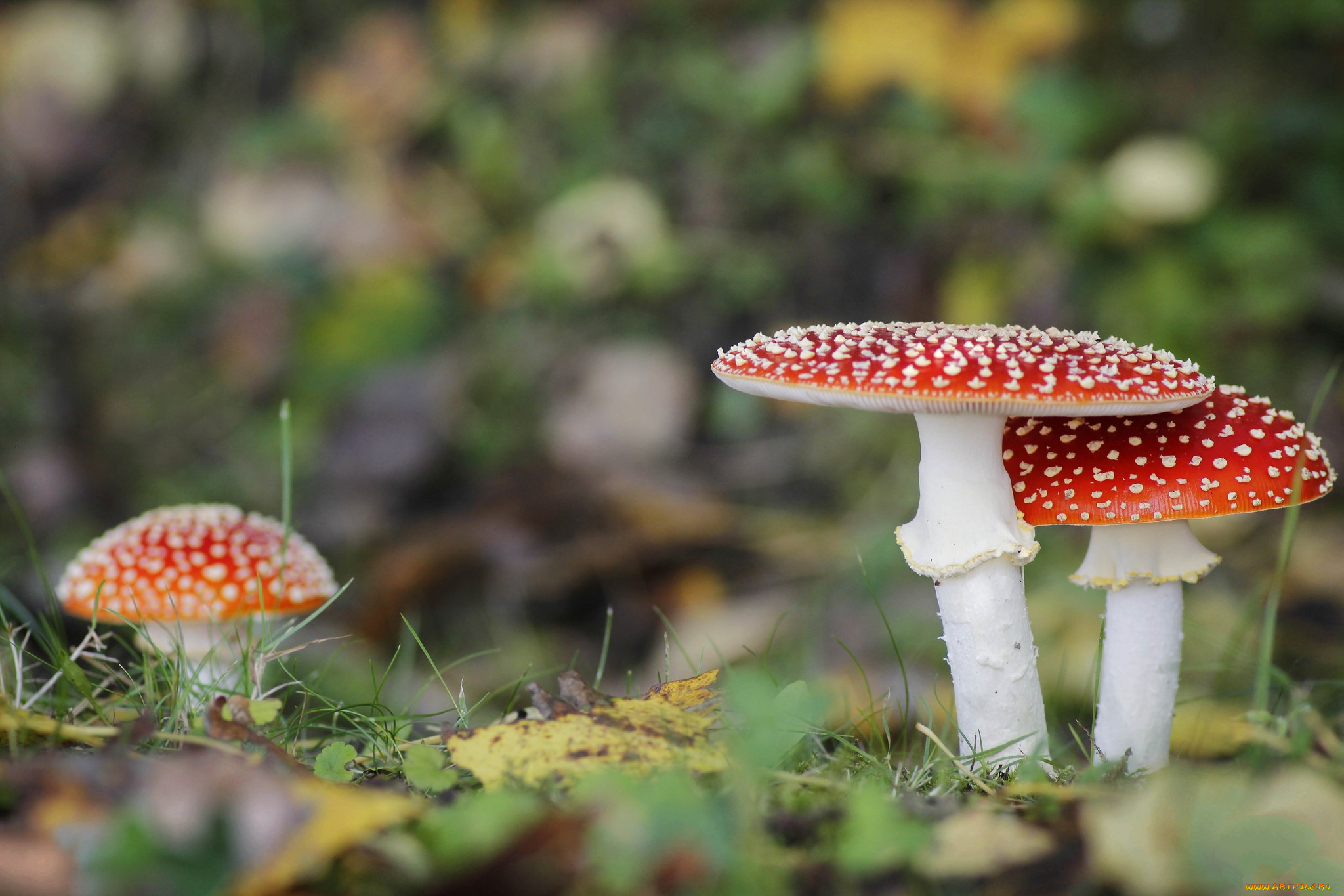 природа, грибы, , мухомор, грибок