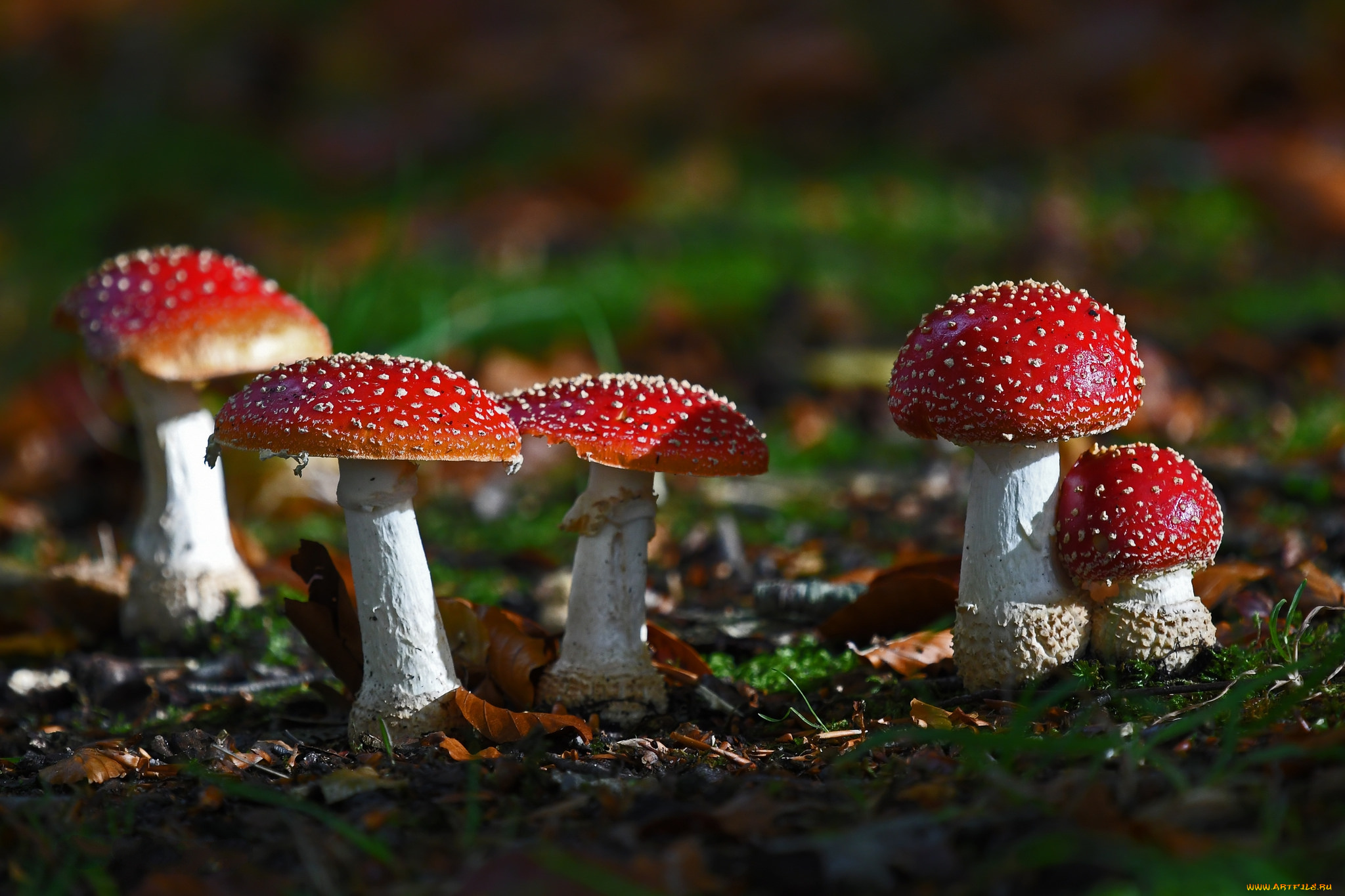 природа, грибы, , мухомор, грибок