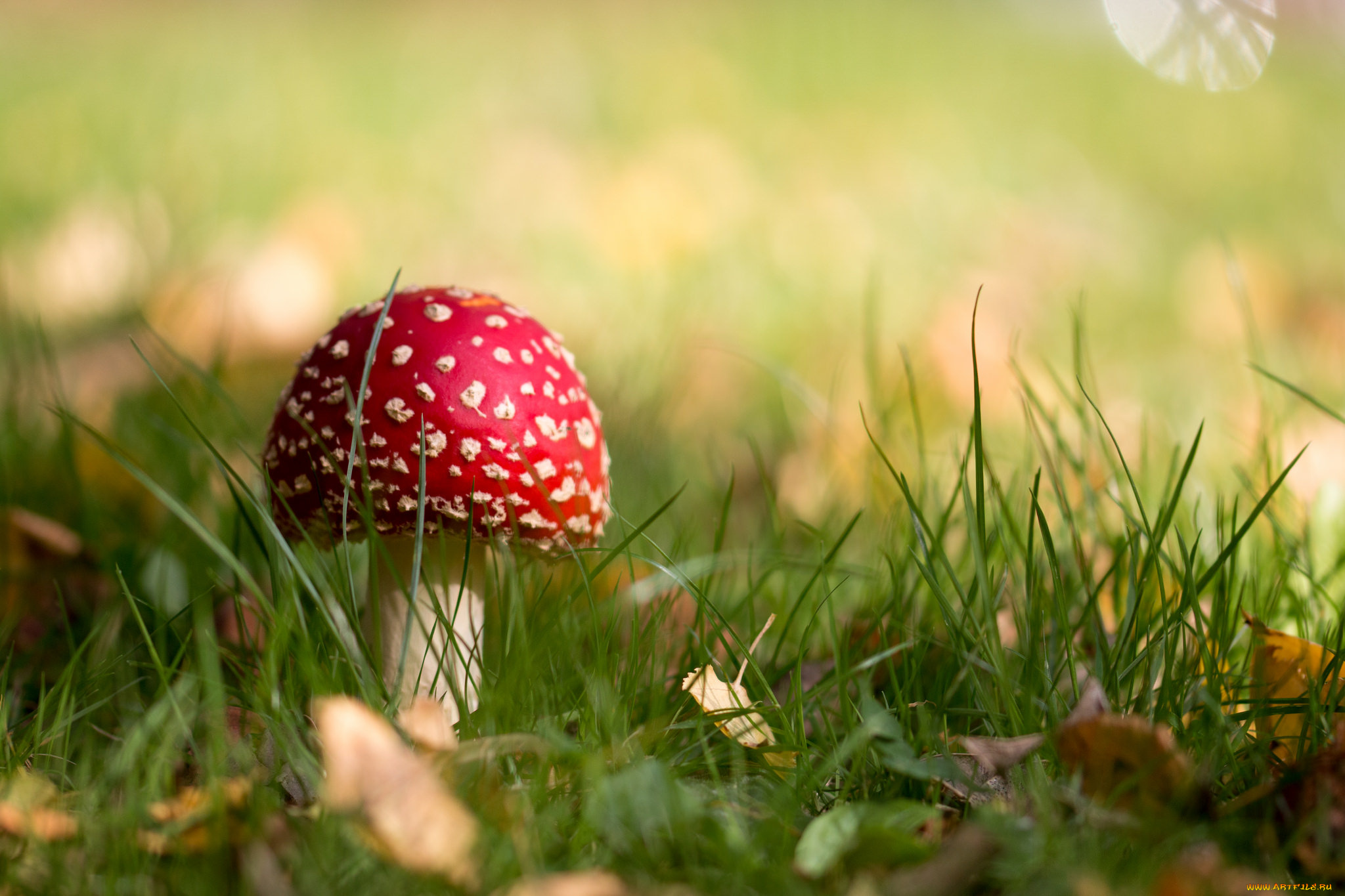 природа, грибы, , мухомор, грибок