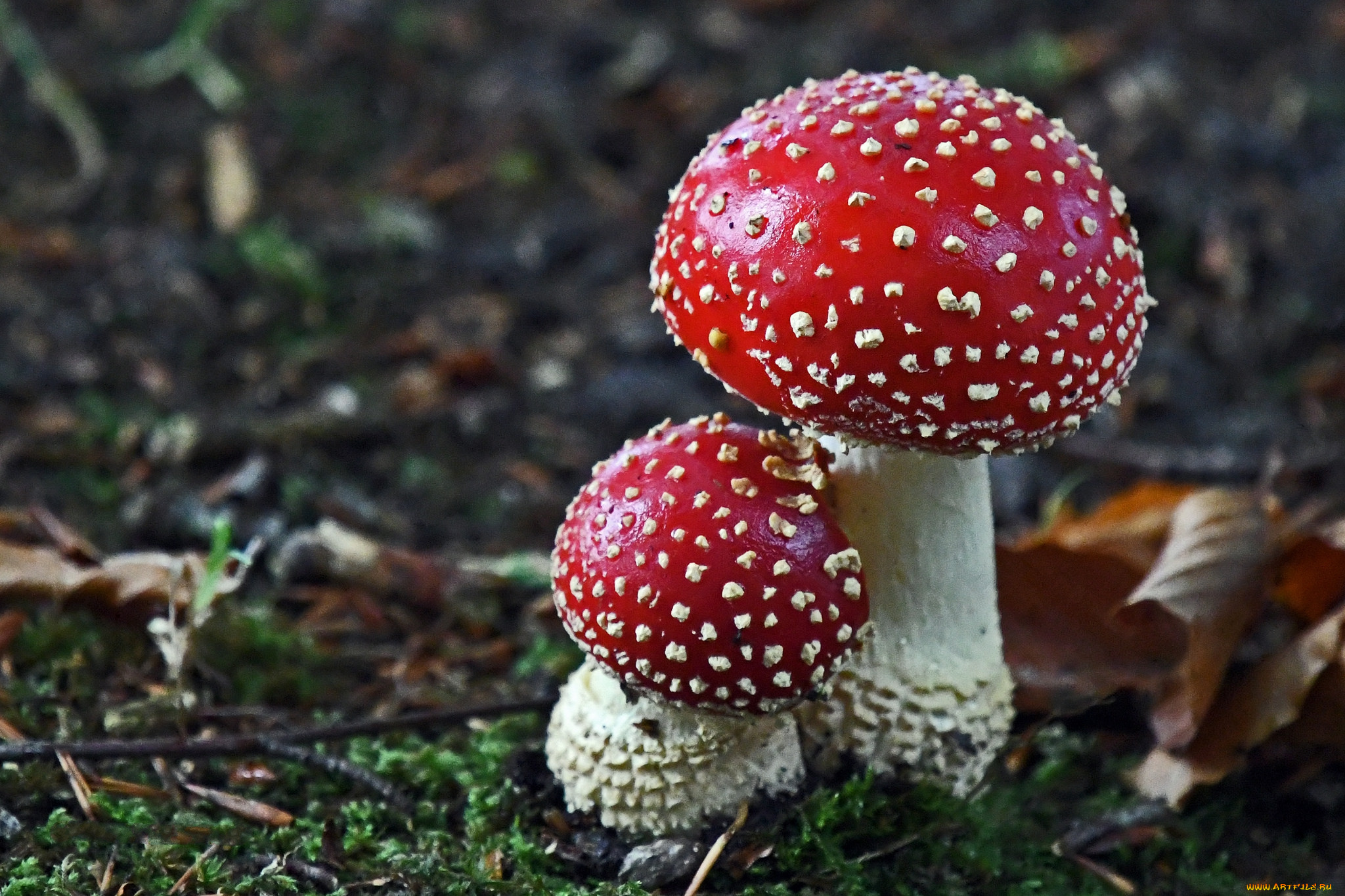 природа, грибы, , мухомор, грибок