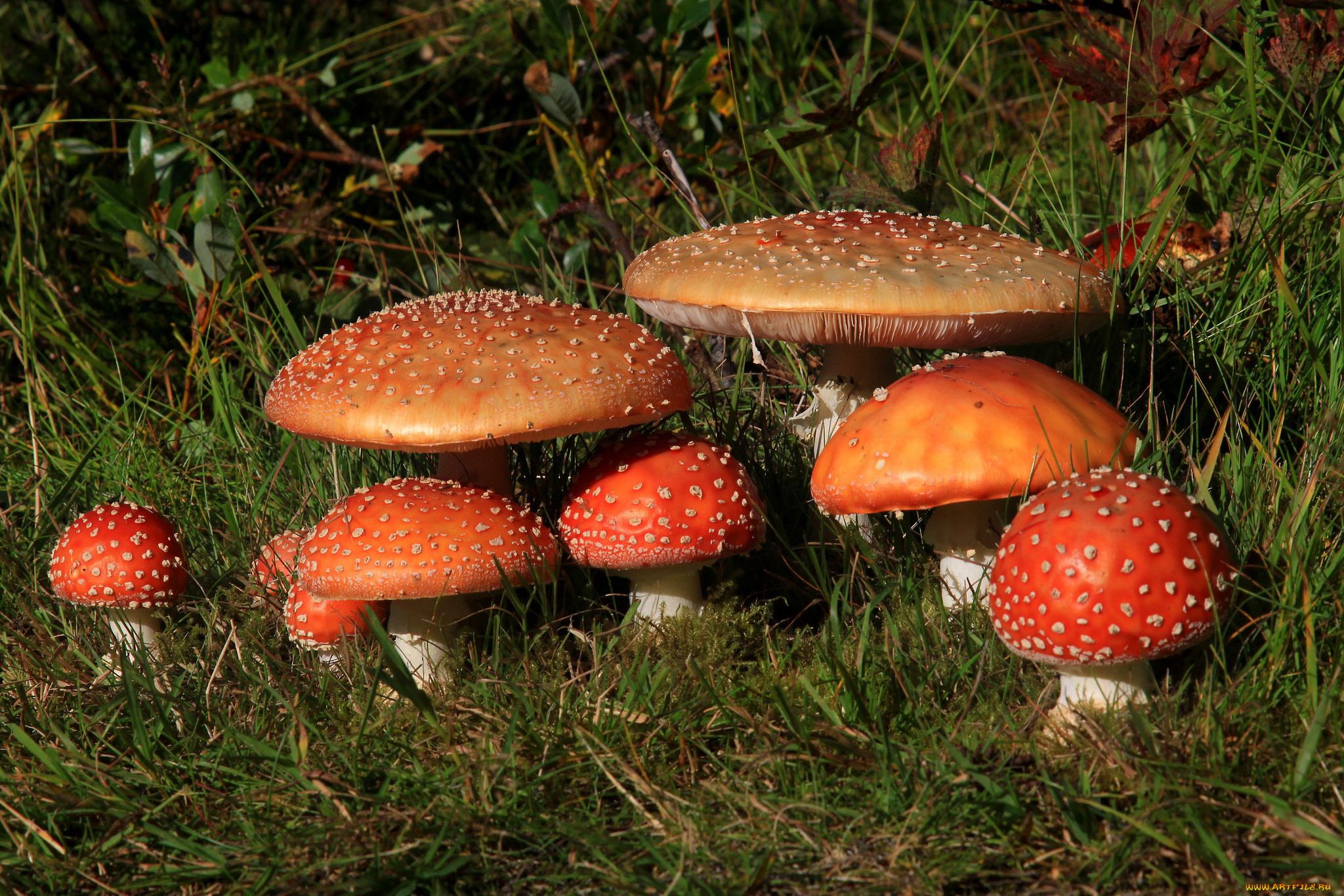 природа, грибы, , мухомор, грибок