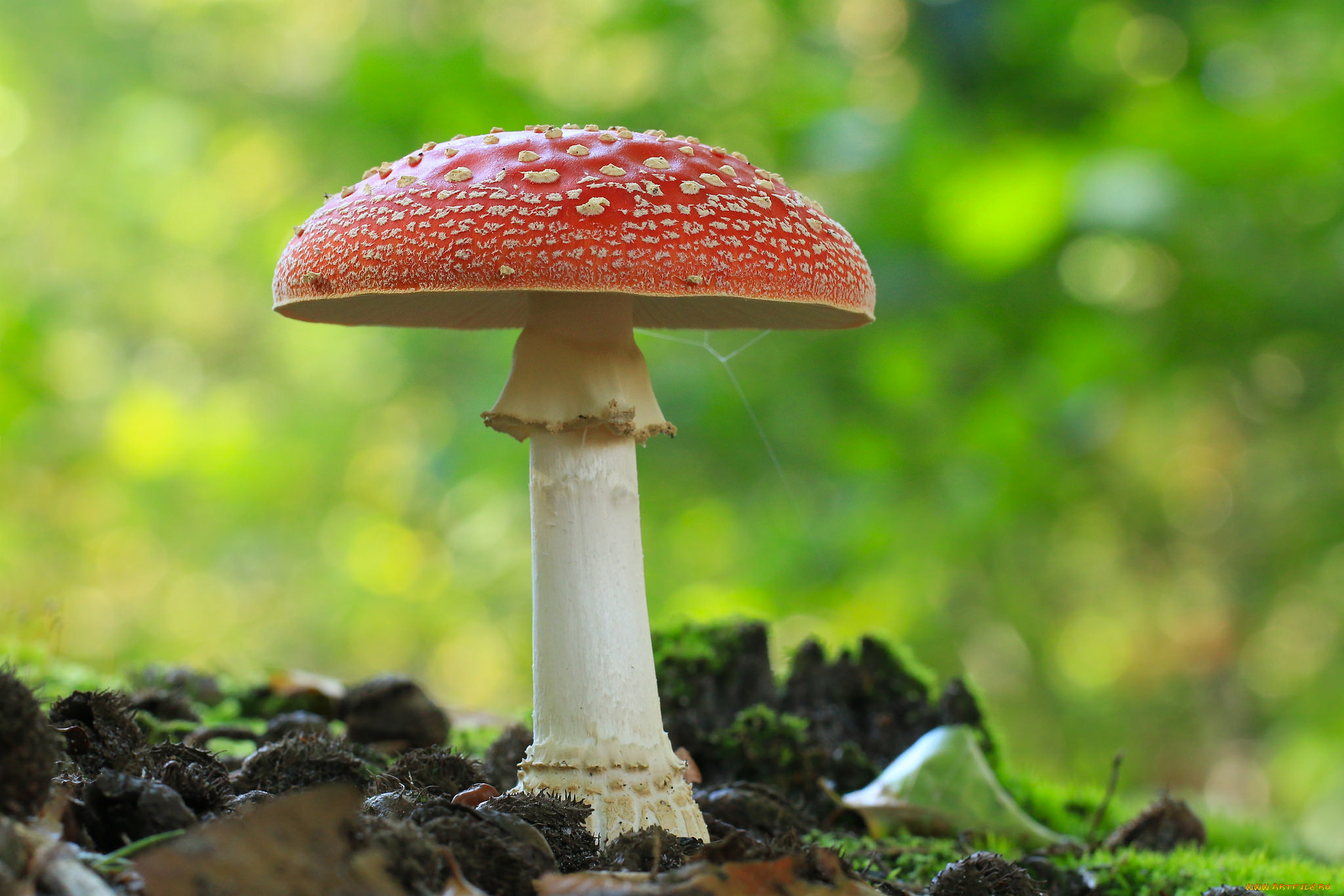природа, грибы, , мухомор, грибок