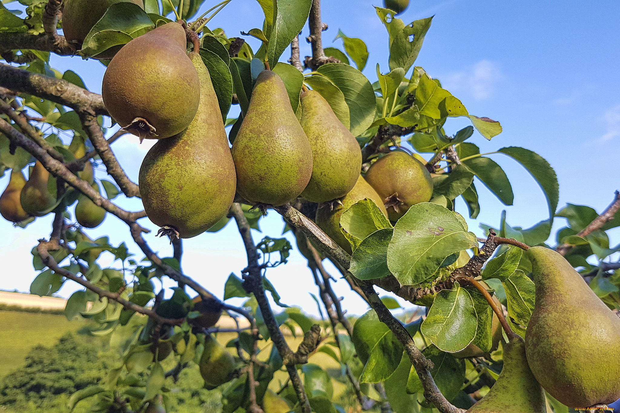 природа, плоды, груши