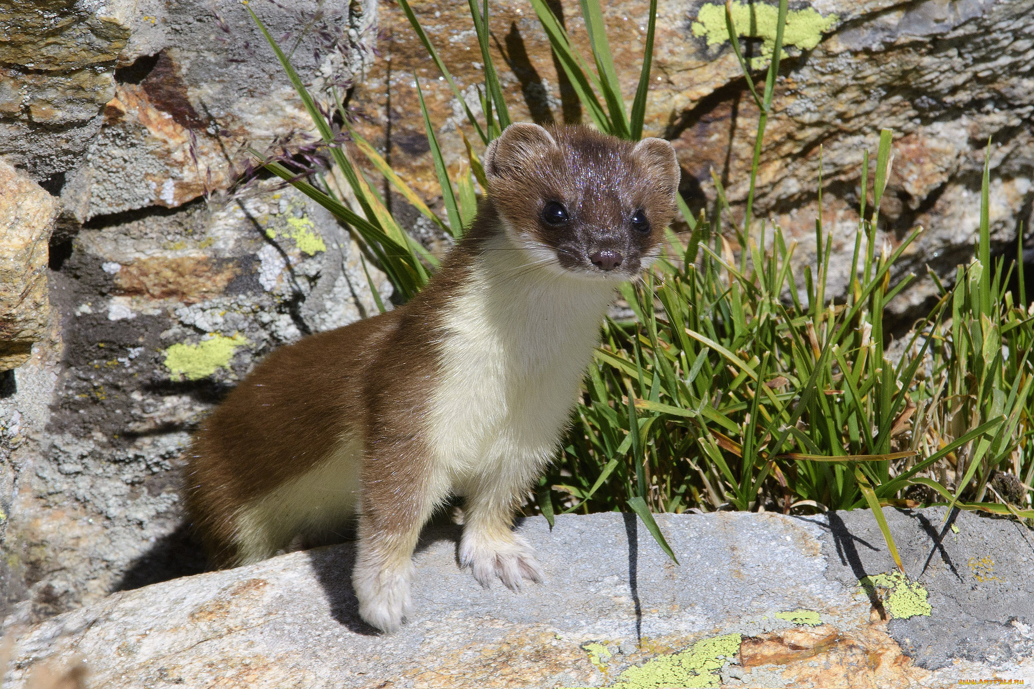 животные, хорьки, , куницы, , горностаи, , ласки, , соболи, горностай