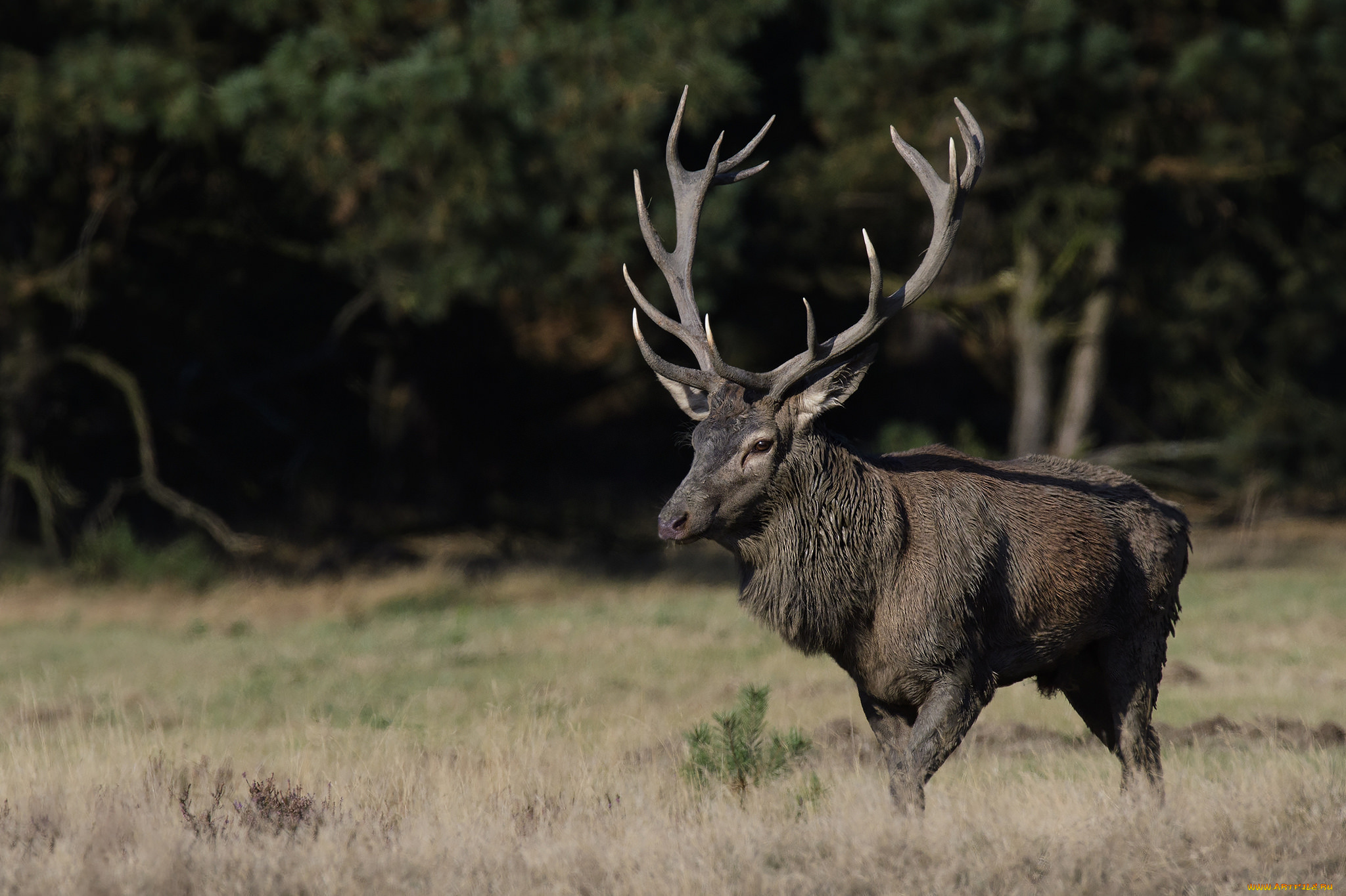 животные, олени, рога